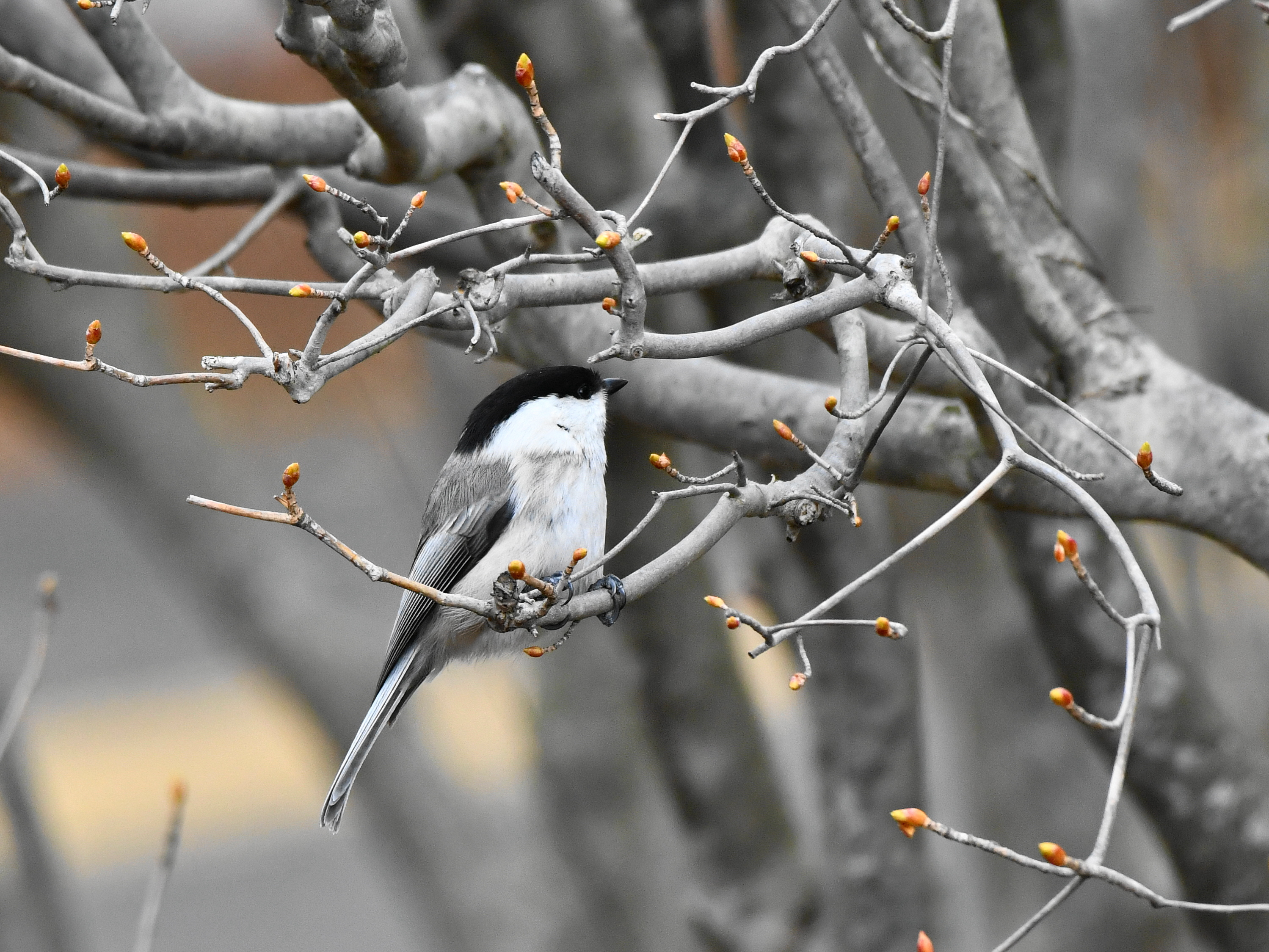 f:id:Hatabou:20190410132845j:plain