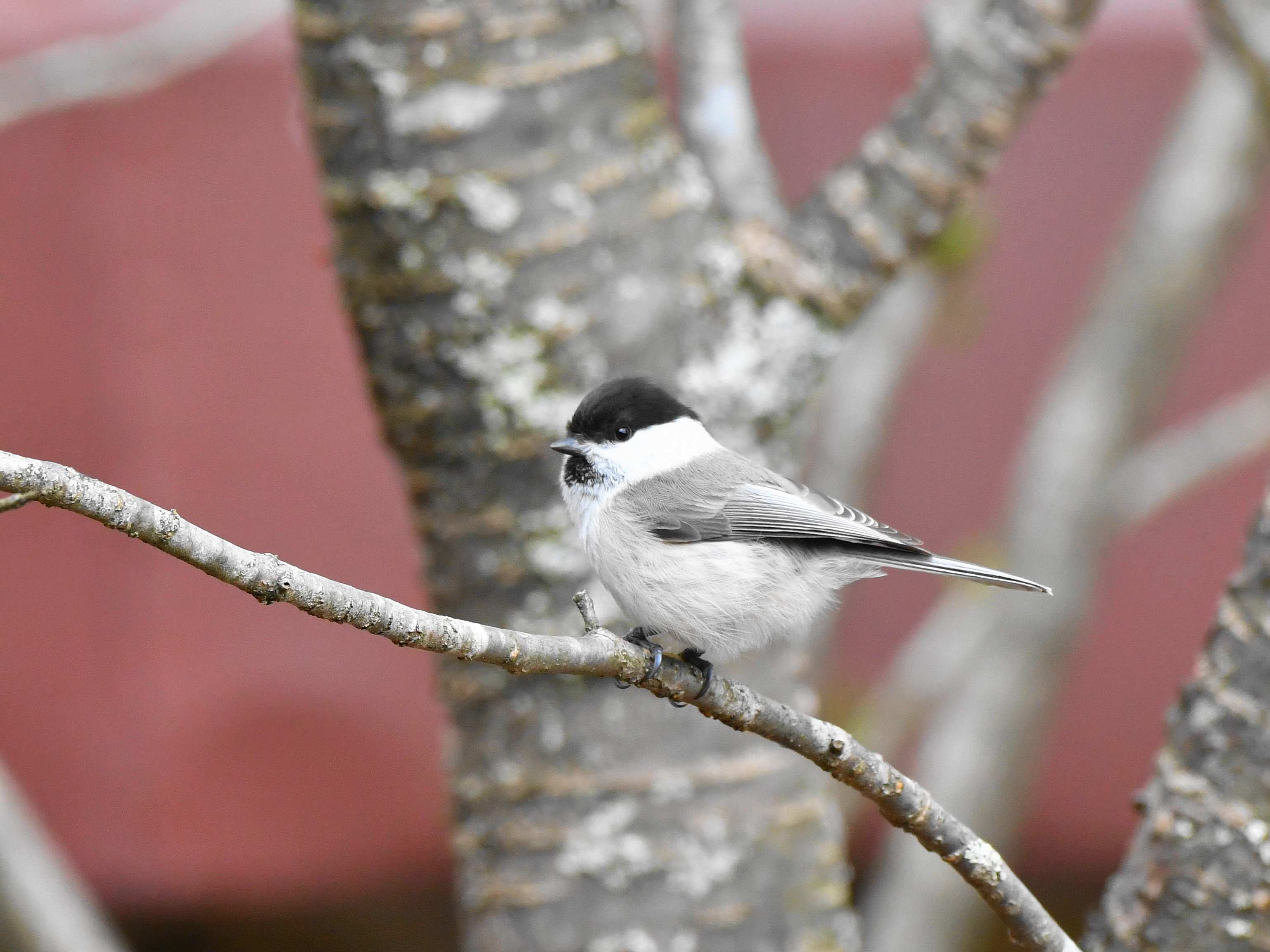 f:id:Hatabou:20190410132916j:plain