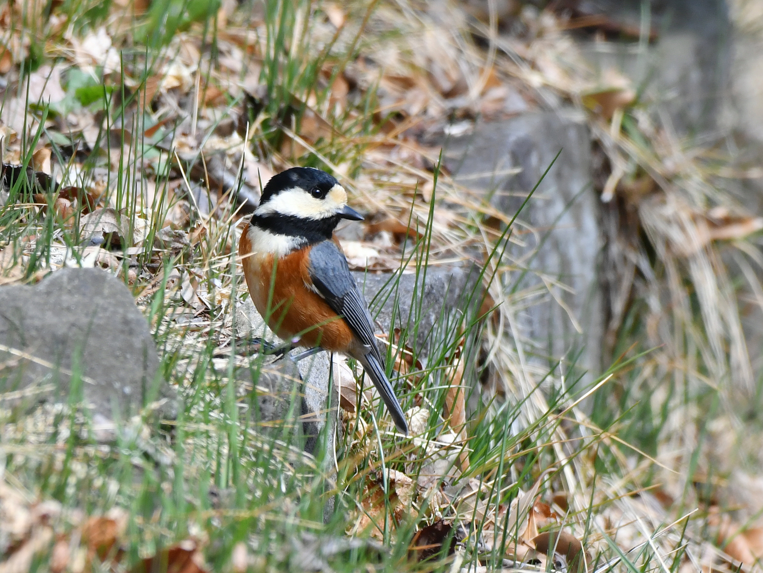 f:id:Hatabou:20190410133638j:plain