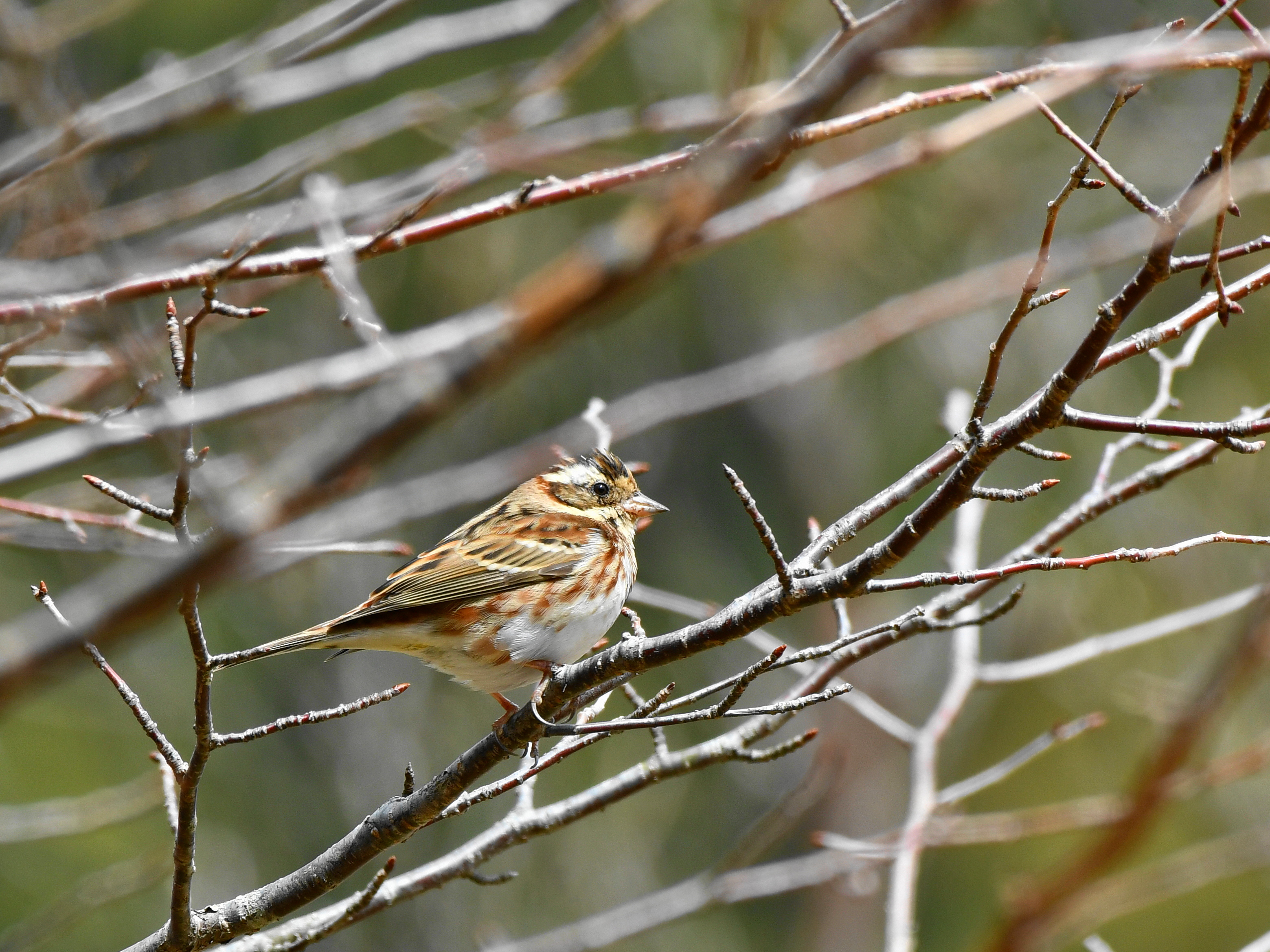 f:id:Hatabou:20190410134252j:plain