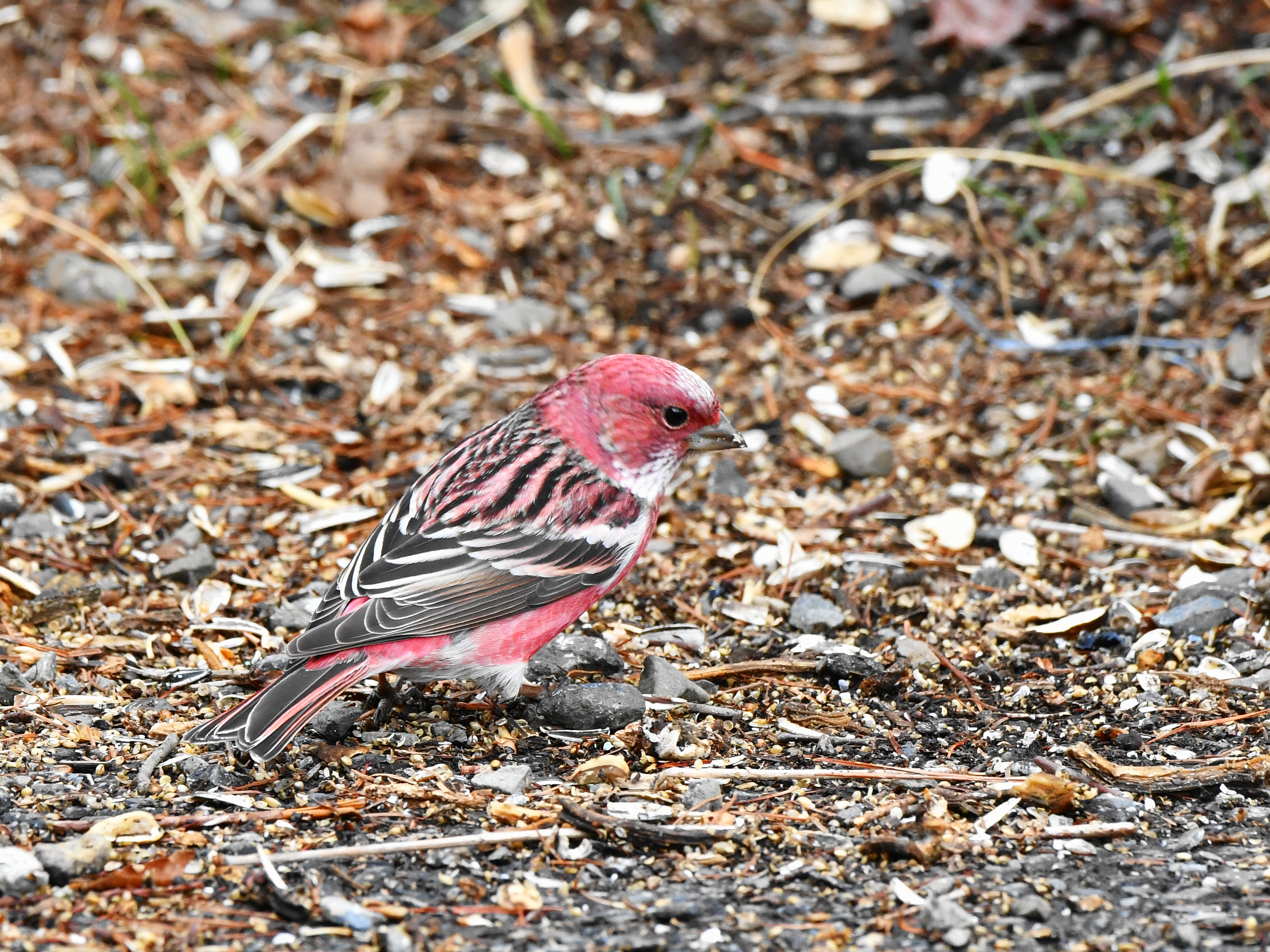 f:id:Hatabou:20190410135917j:plain