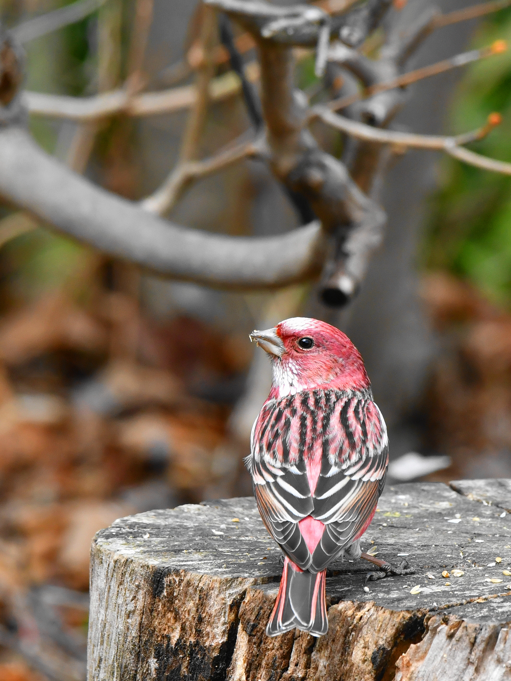 f:id:Hatabou:20190410140222j:plain