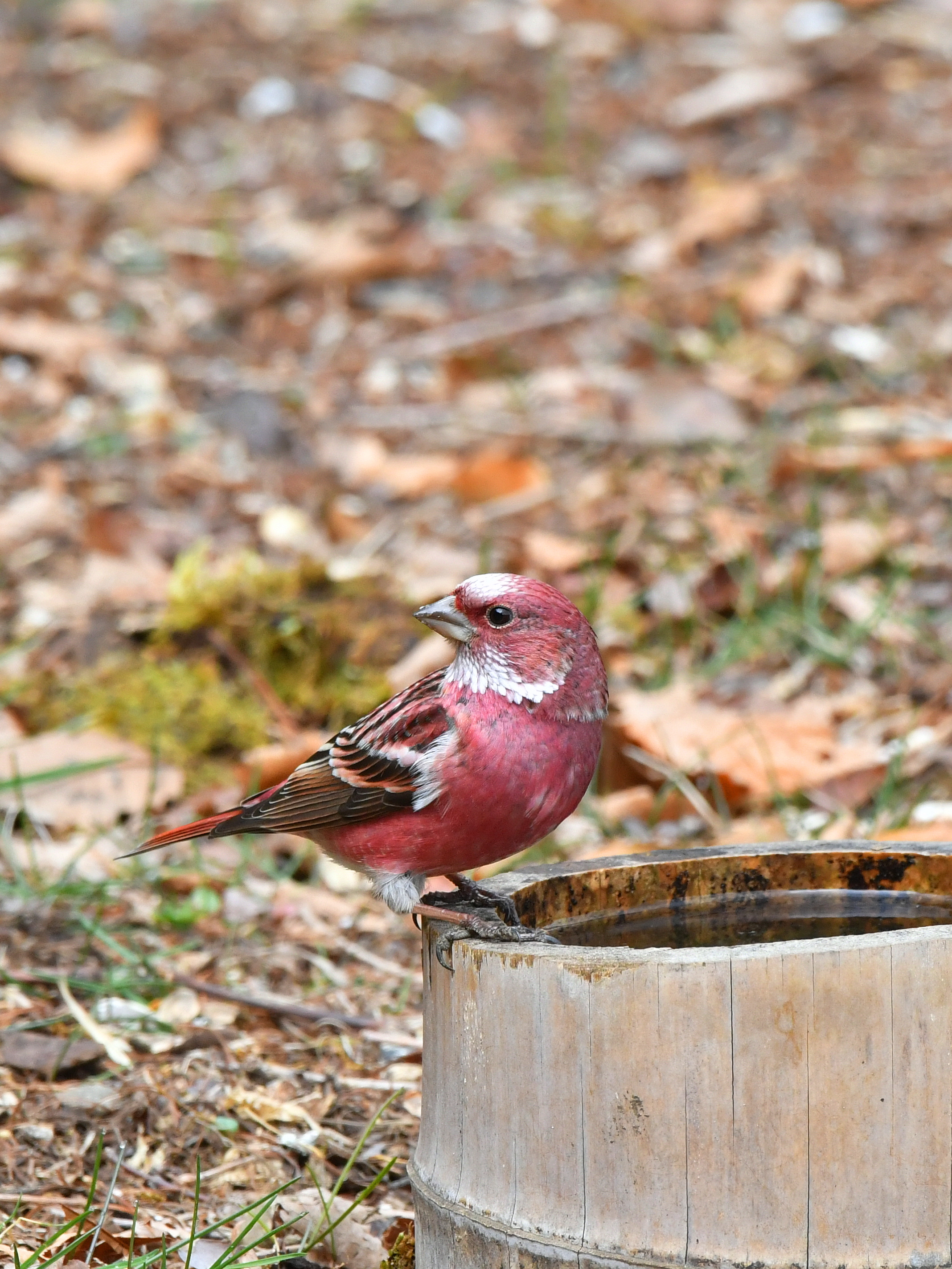 f:id:Hatabou:20190410140335j:plain