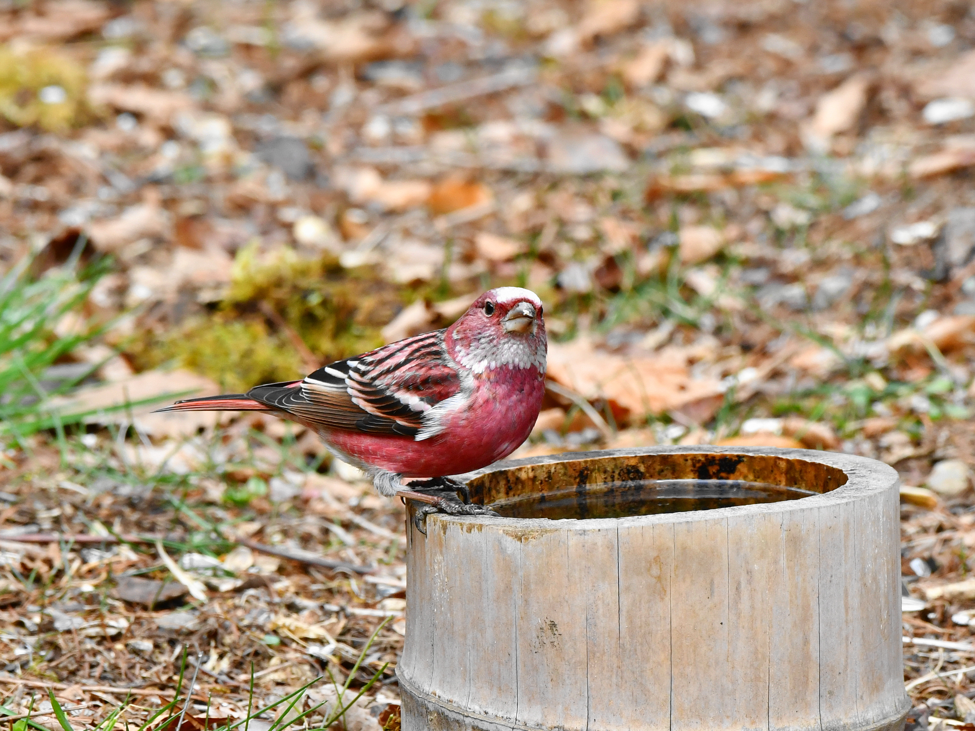 f:id:Hatabou:20190410140543j:plain