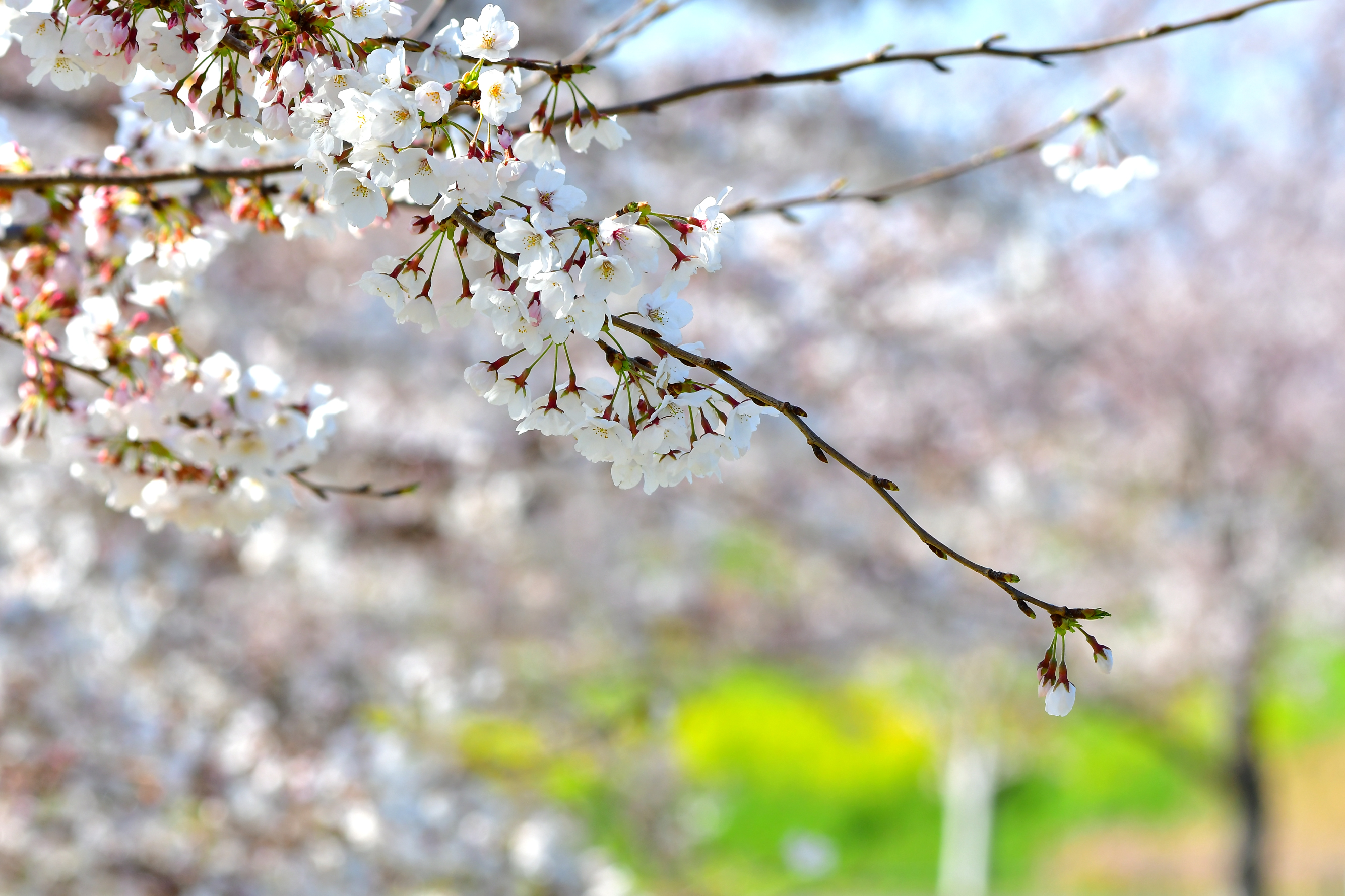 f:id:Hatabou:20190410151803j:plain