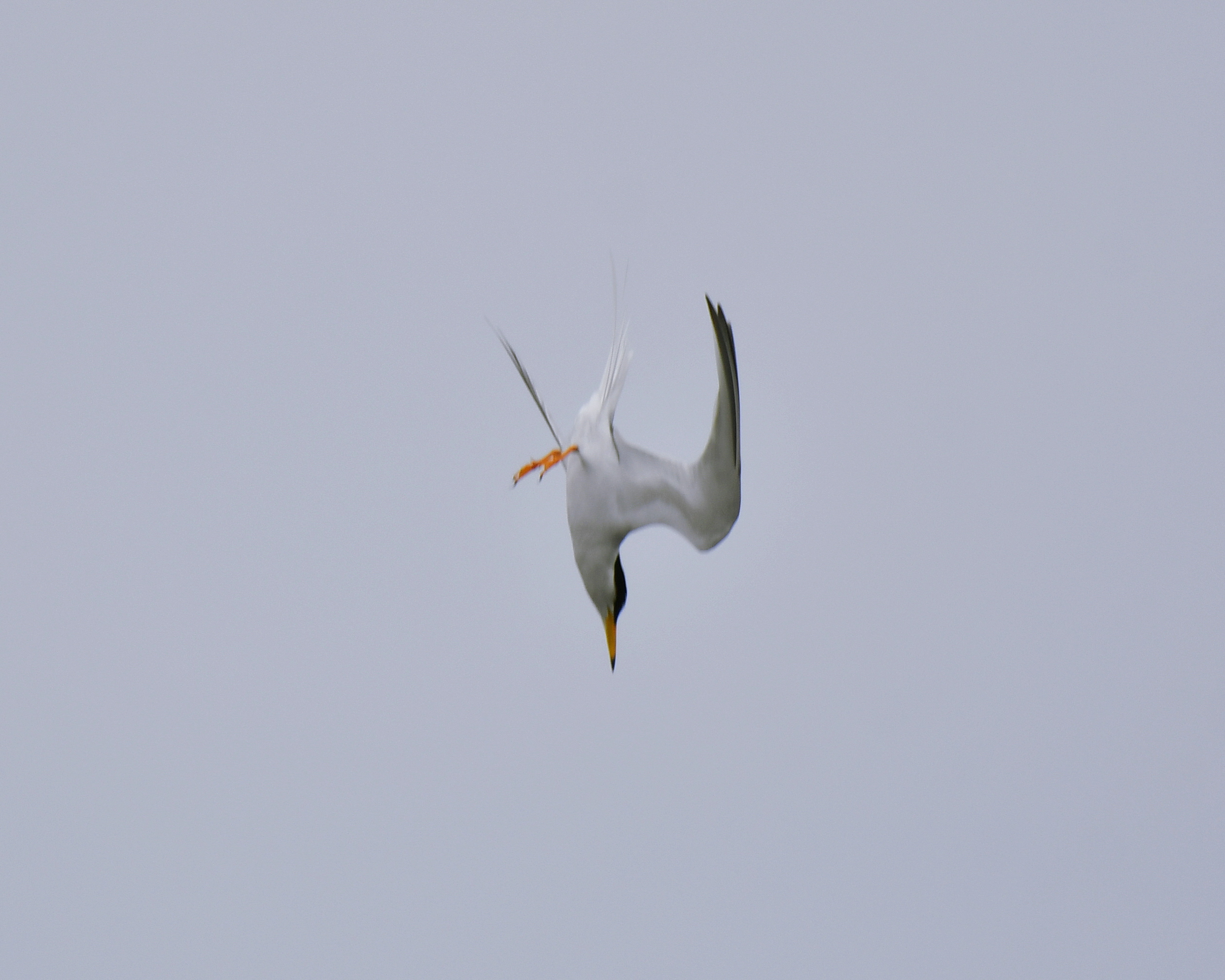 f:id:Hatabou:20190425175405j:plain f:id:Hatabou:20190425175405j:plain
