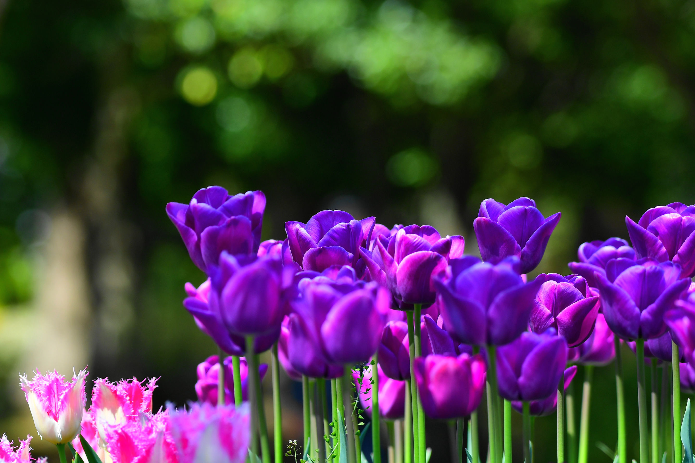 f:id:Hatabou:20190425180703j:plain f:id:Hatabou:20190425180703j:plain