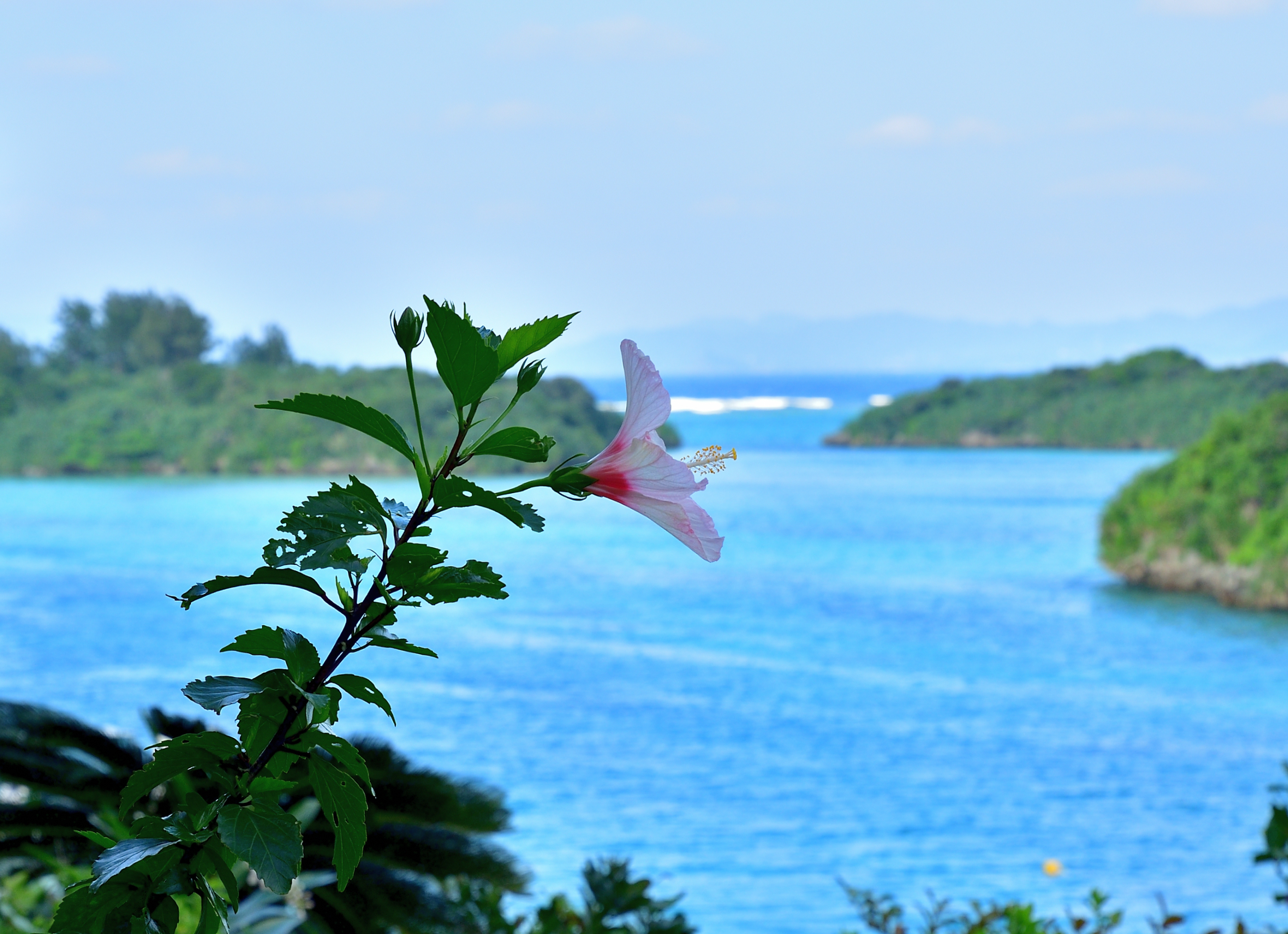 f:id:Hatabou:20190503053348j:plain