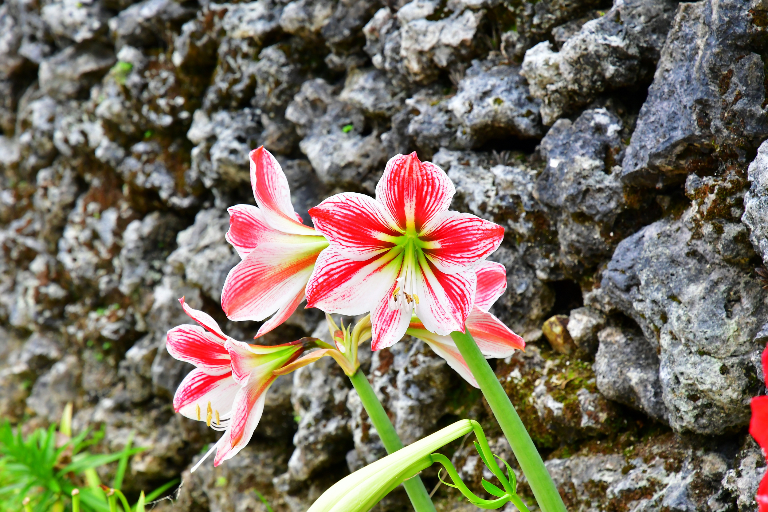 f:id:Hatabou:20190503062811j:plain