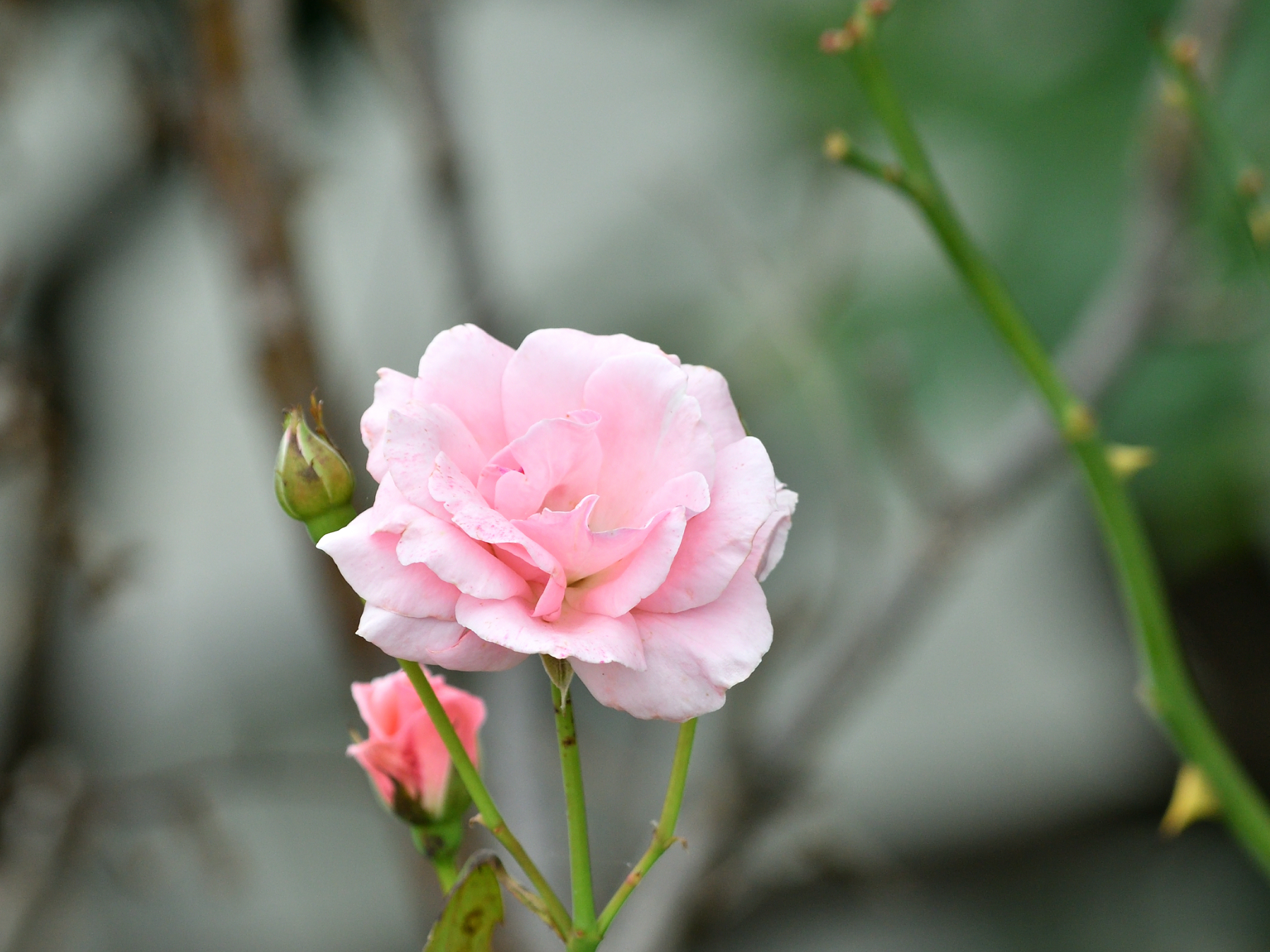 f:id:Hatabou:20190710212556j:plain