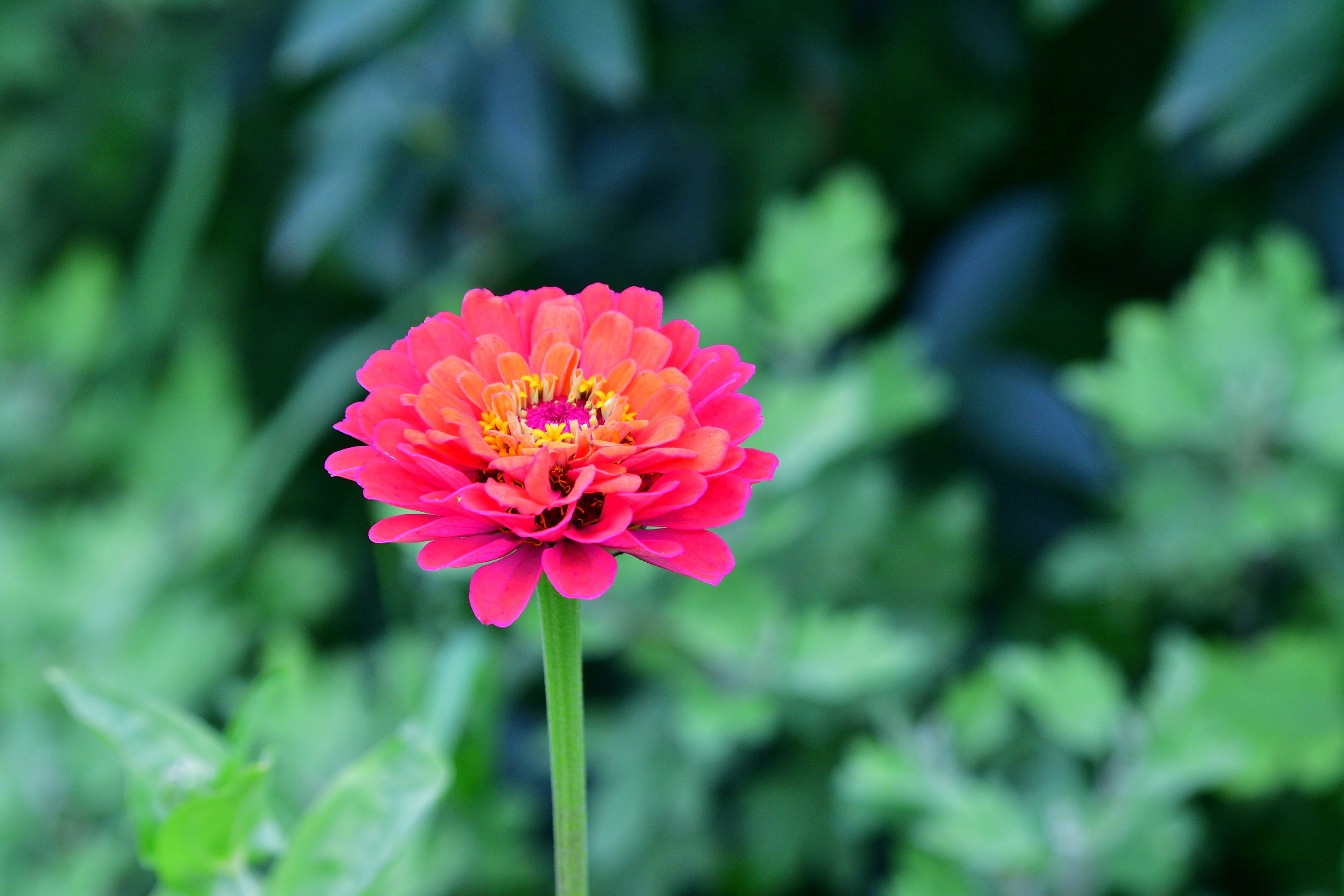 f:id:Hatabou:20190711160503j:plain