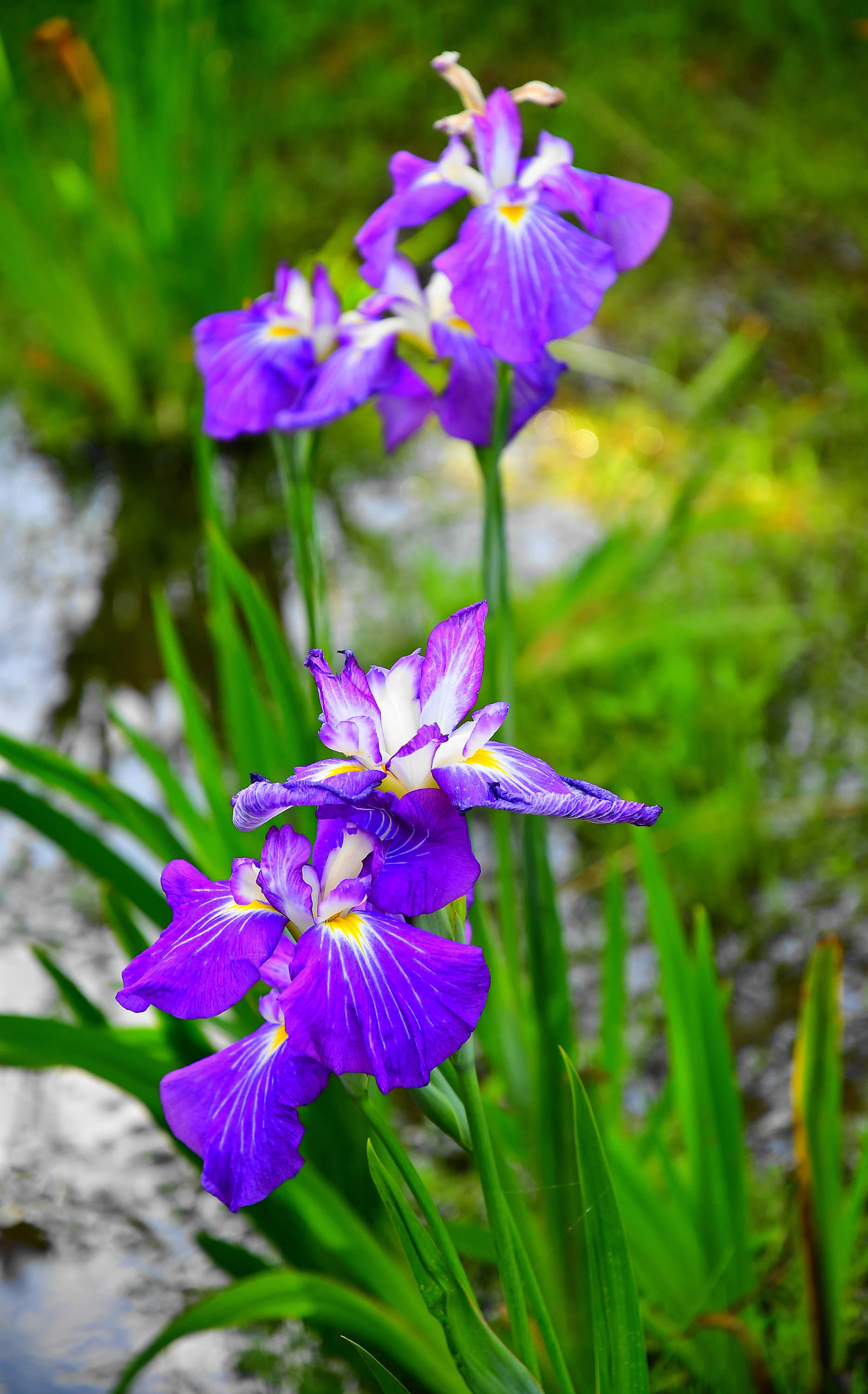 f:id:Hatabou:20190711162154j:plain