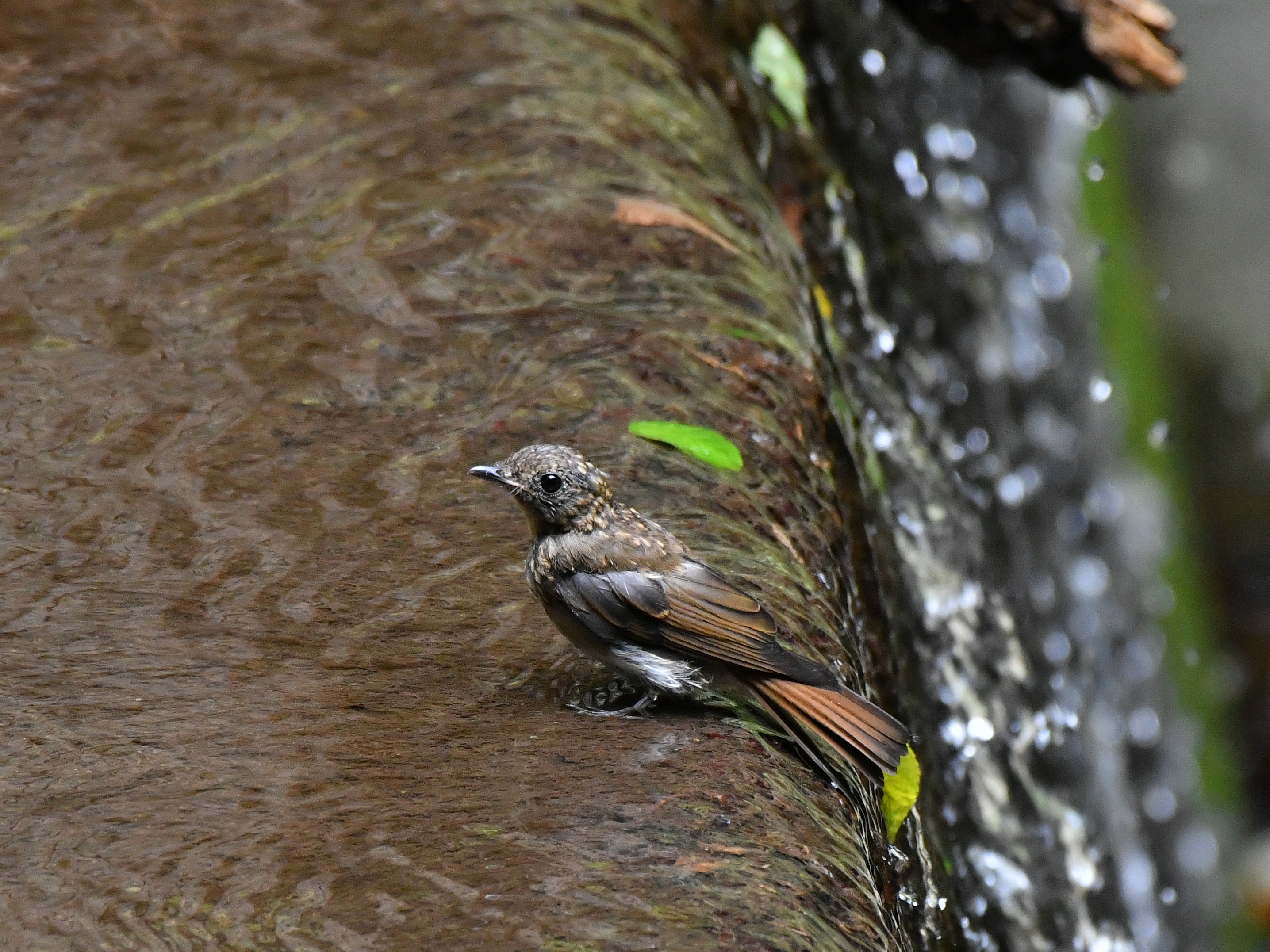 急に オオルリのオス若 に会いたくなりました 野鳥撮影 第169回目 カワセミのまなざし
