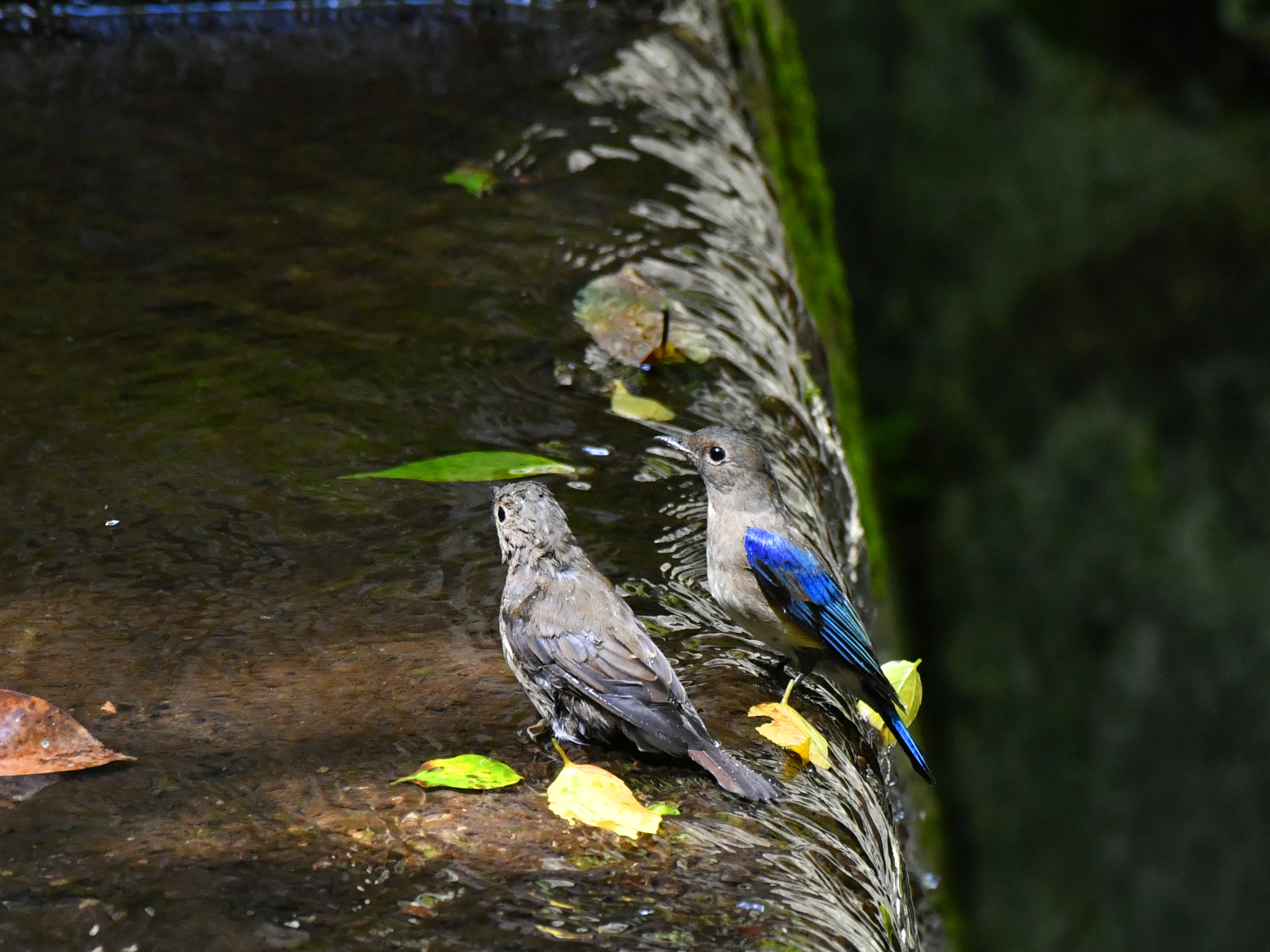 f:id:Hatabou:20190907205011j:plain
