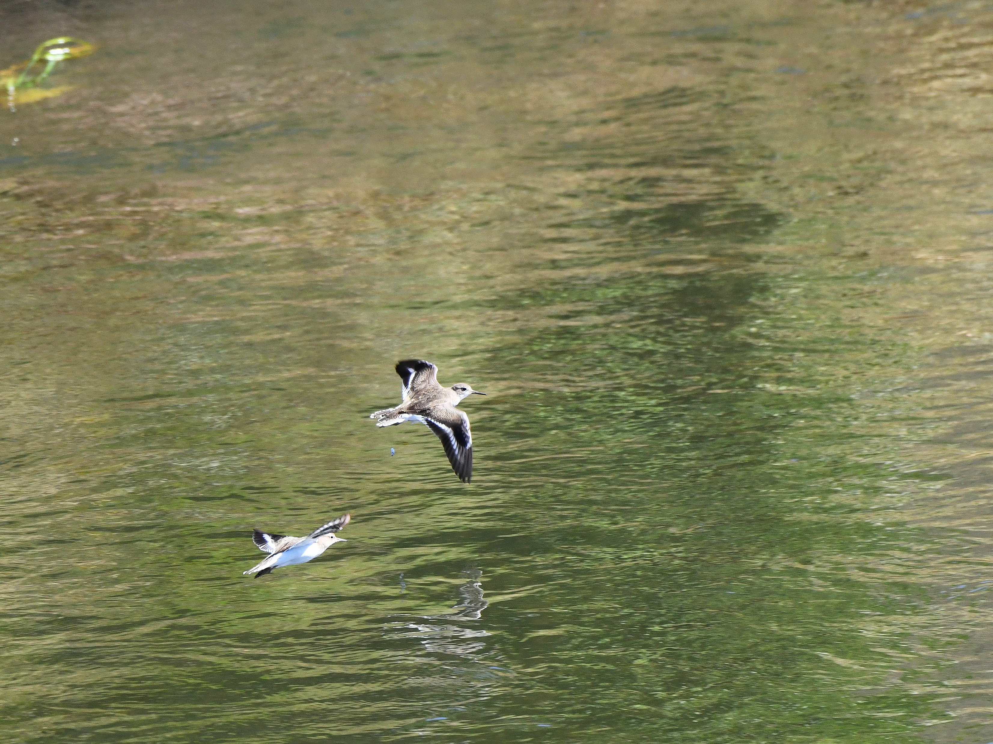 f:id:Hatabou:20191027173242j:plain