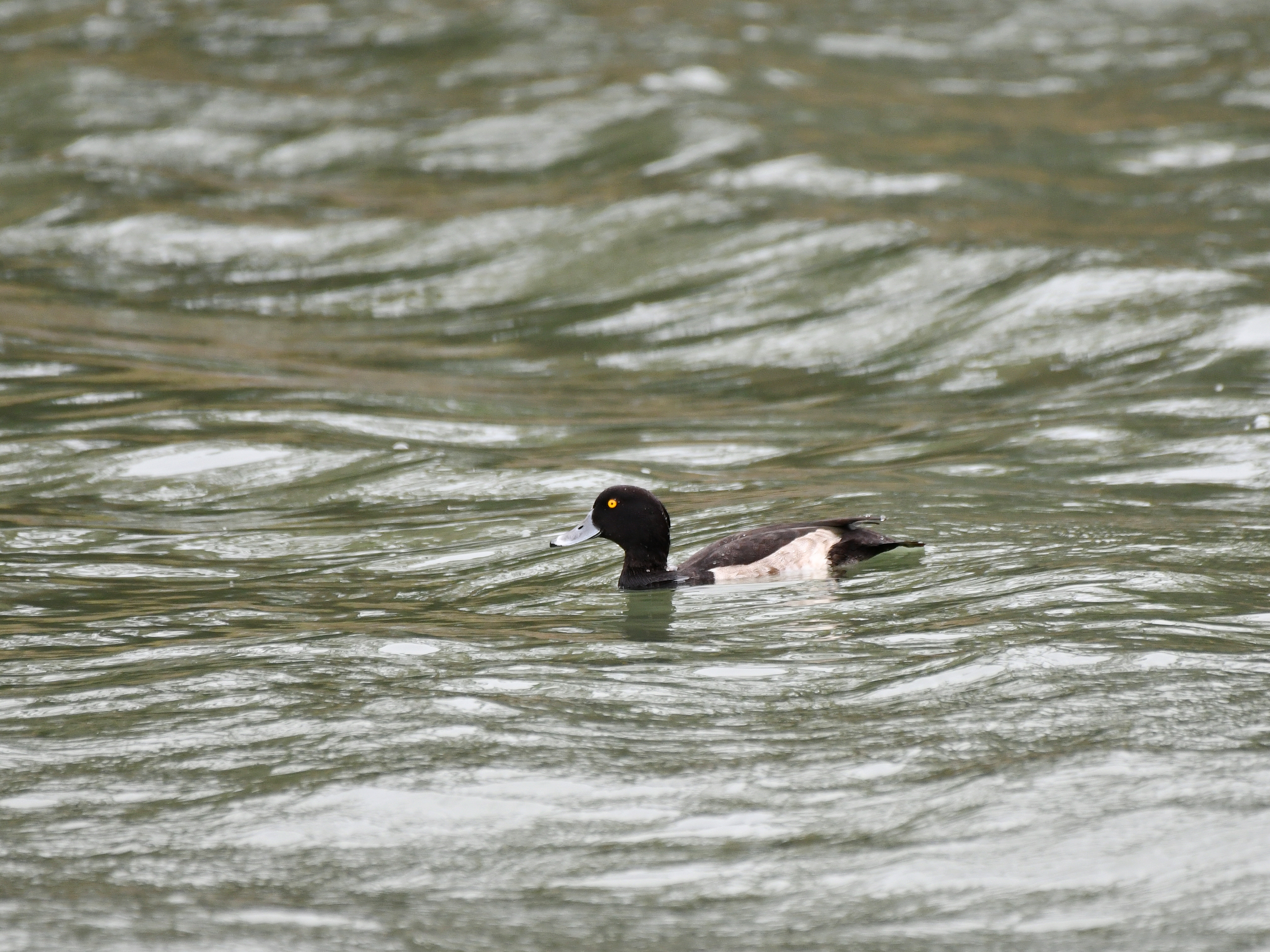 f:id:Hatabou:20191027173407j:plain