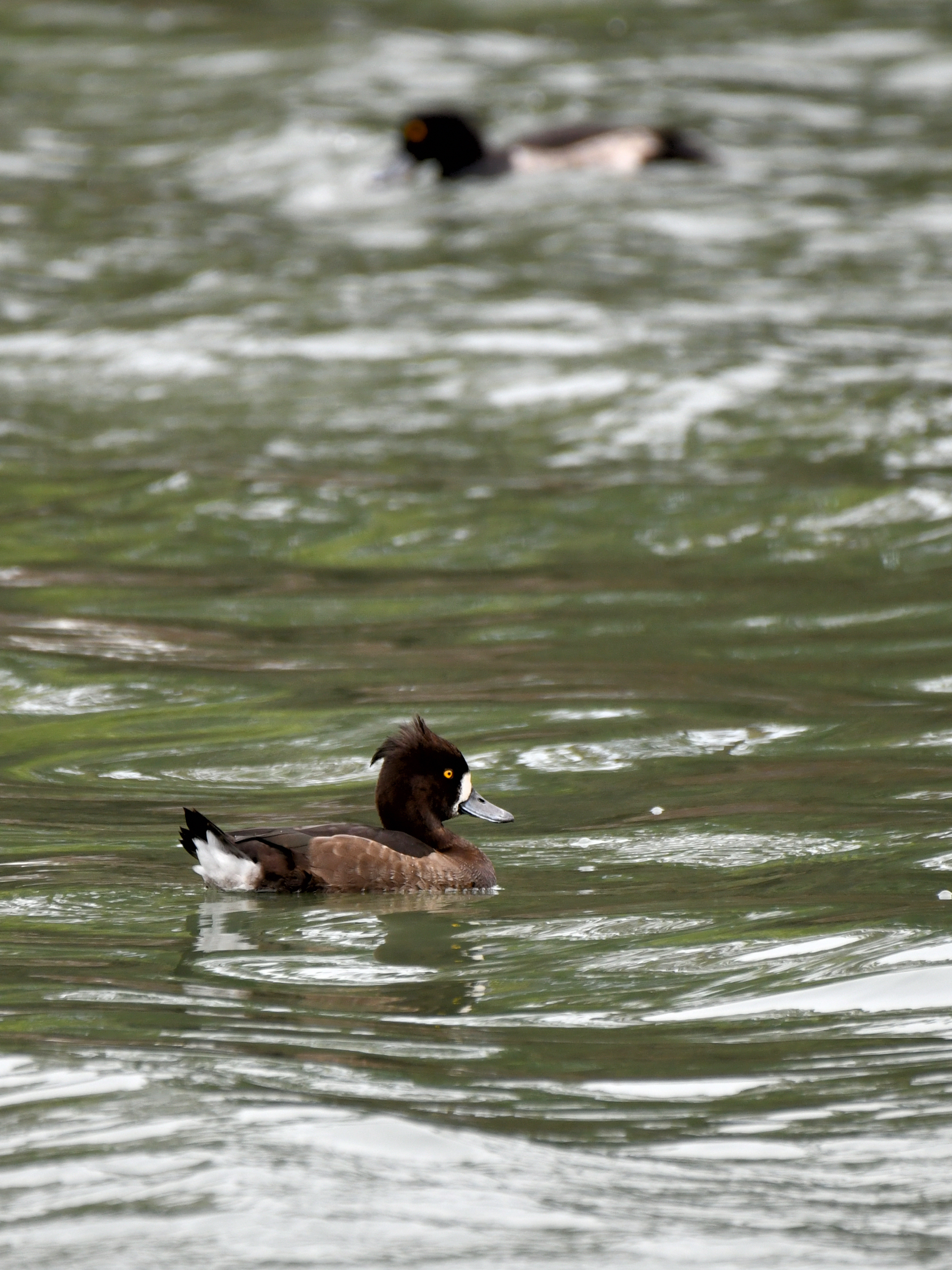 f:id:Hatabou:20191027173506j:plain