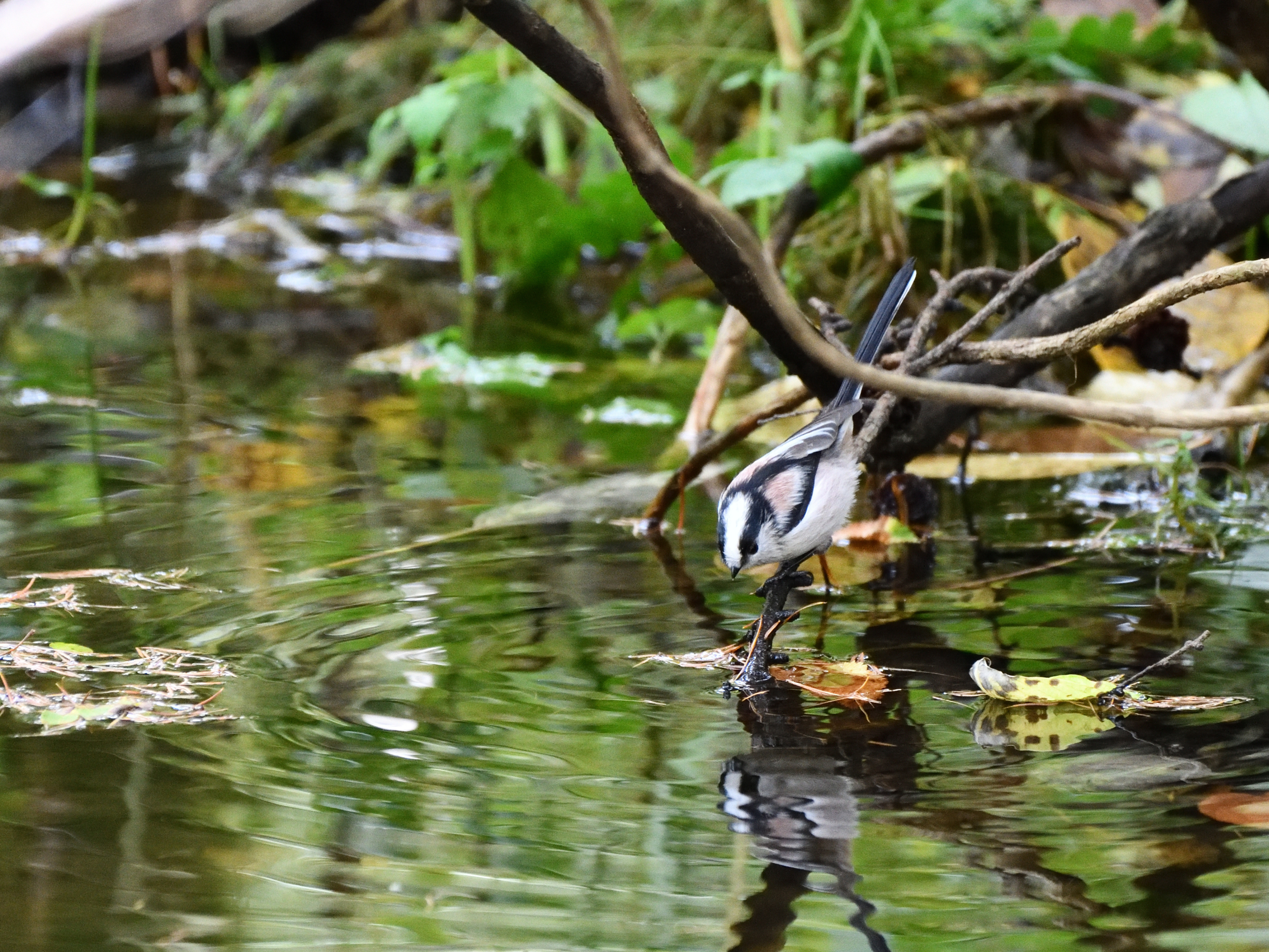 f:id:Hatabou:20191027174239j:plain