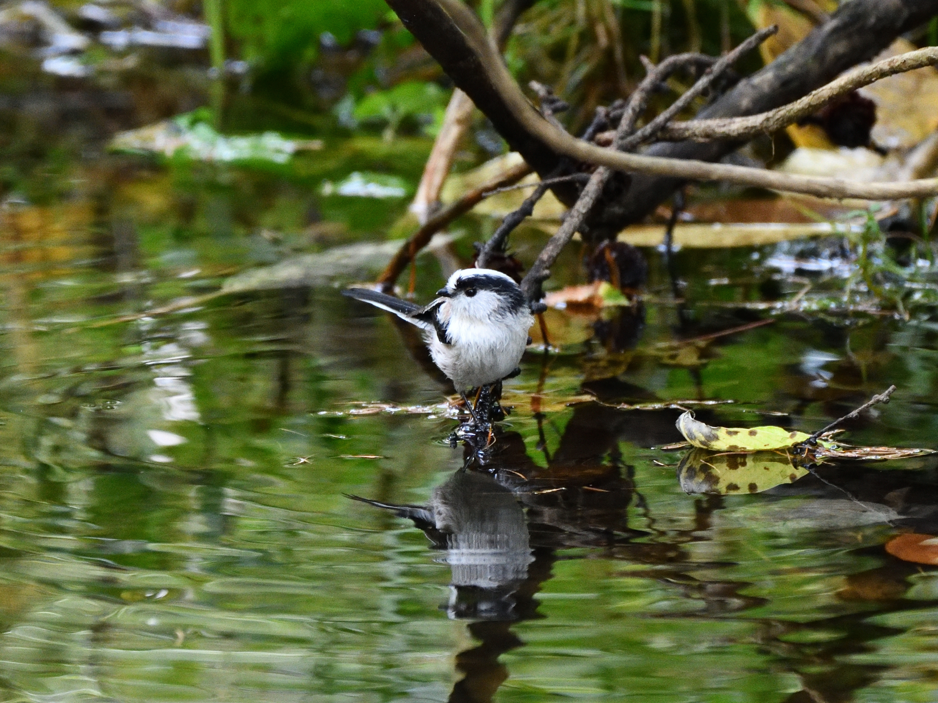 f:id:Hatabou:20191027174301j:plain