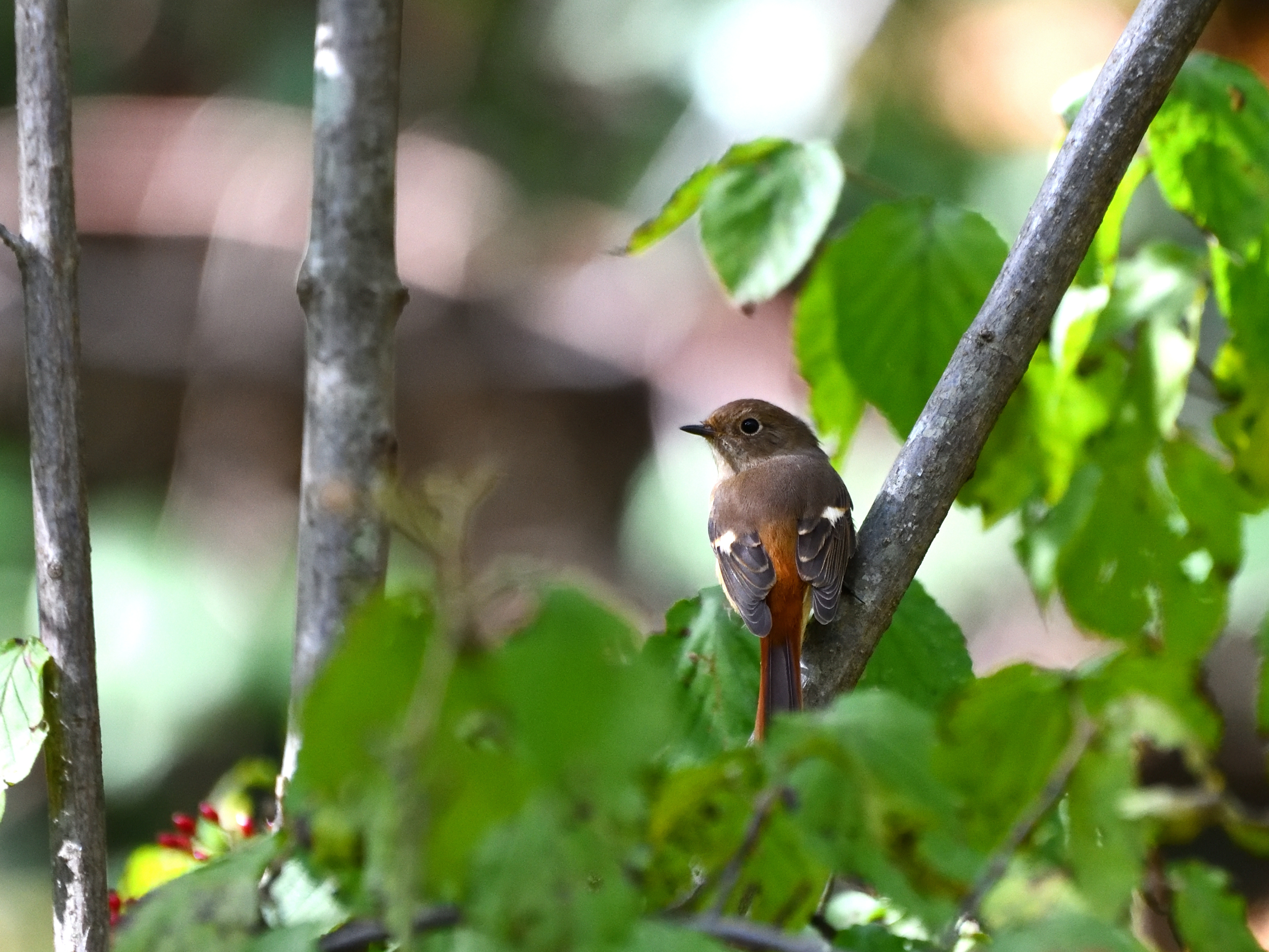 f:id:Hatabou:20191027174510j:plain