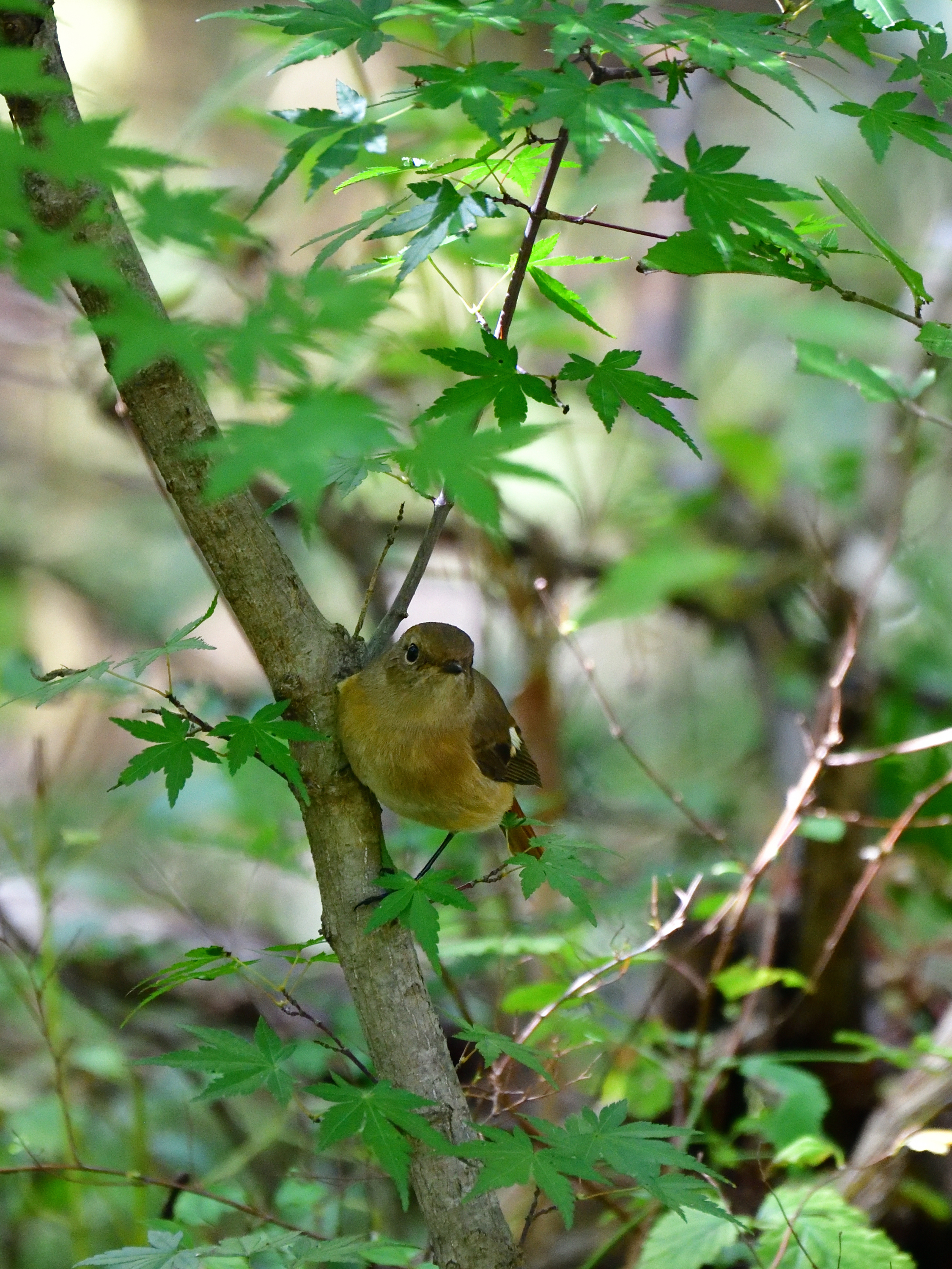 f:id:Hatabou:20191027174533j:plain