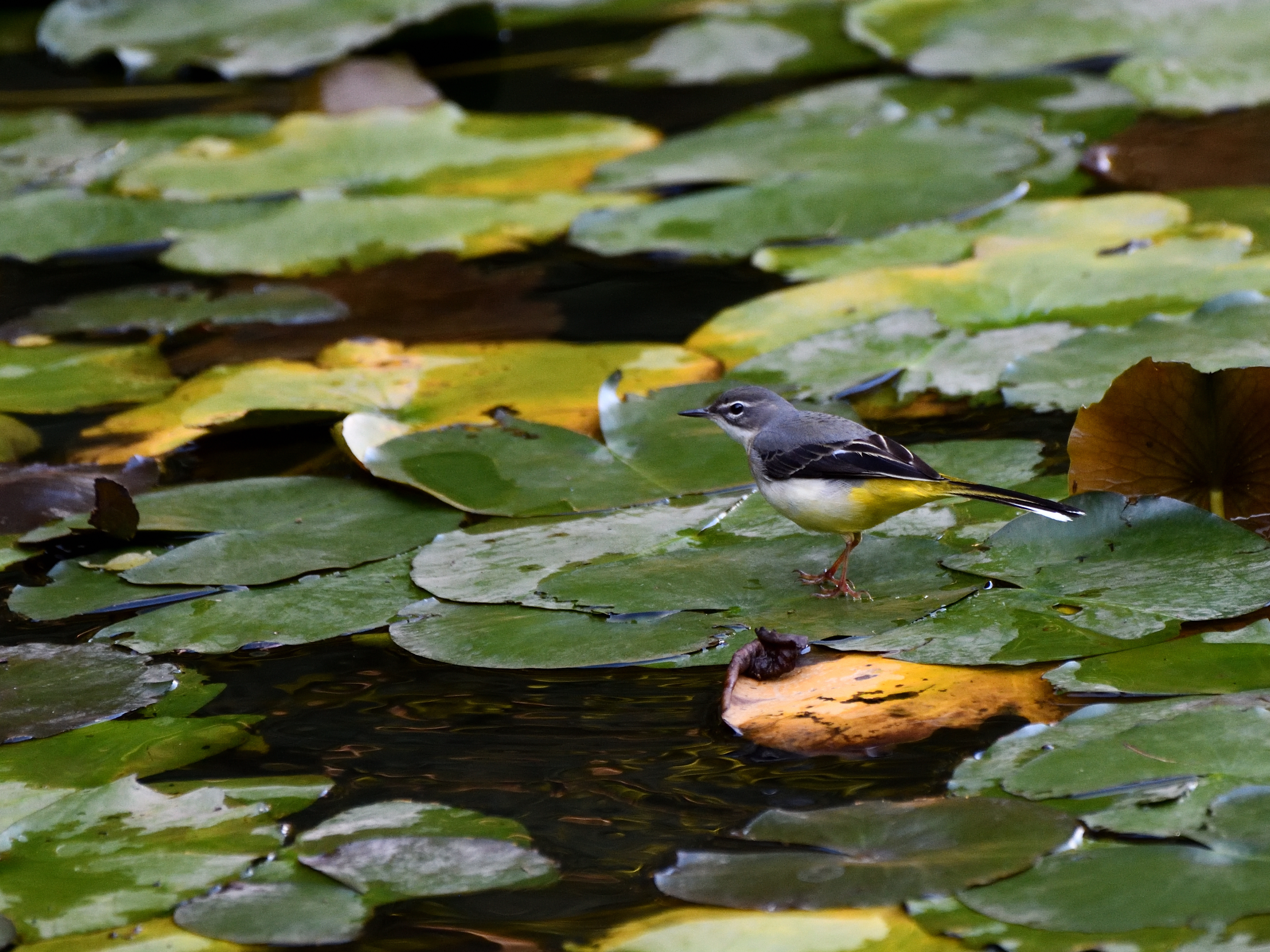 f:id:Hatabou:20191103211518j:plain