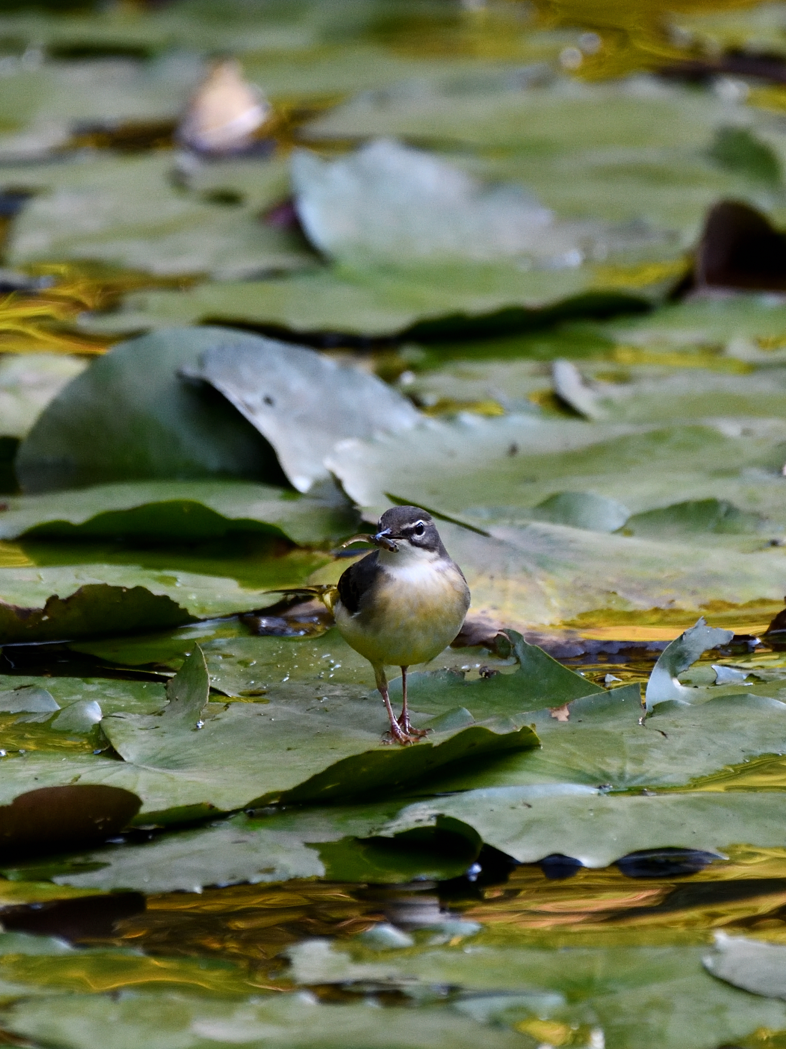 f:id:Hatabou:20191103211557j:plain