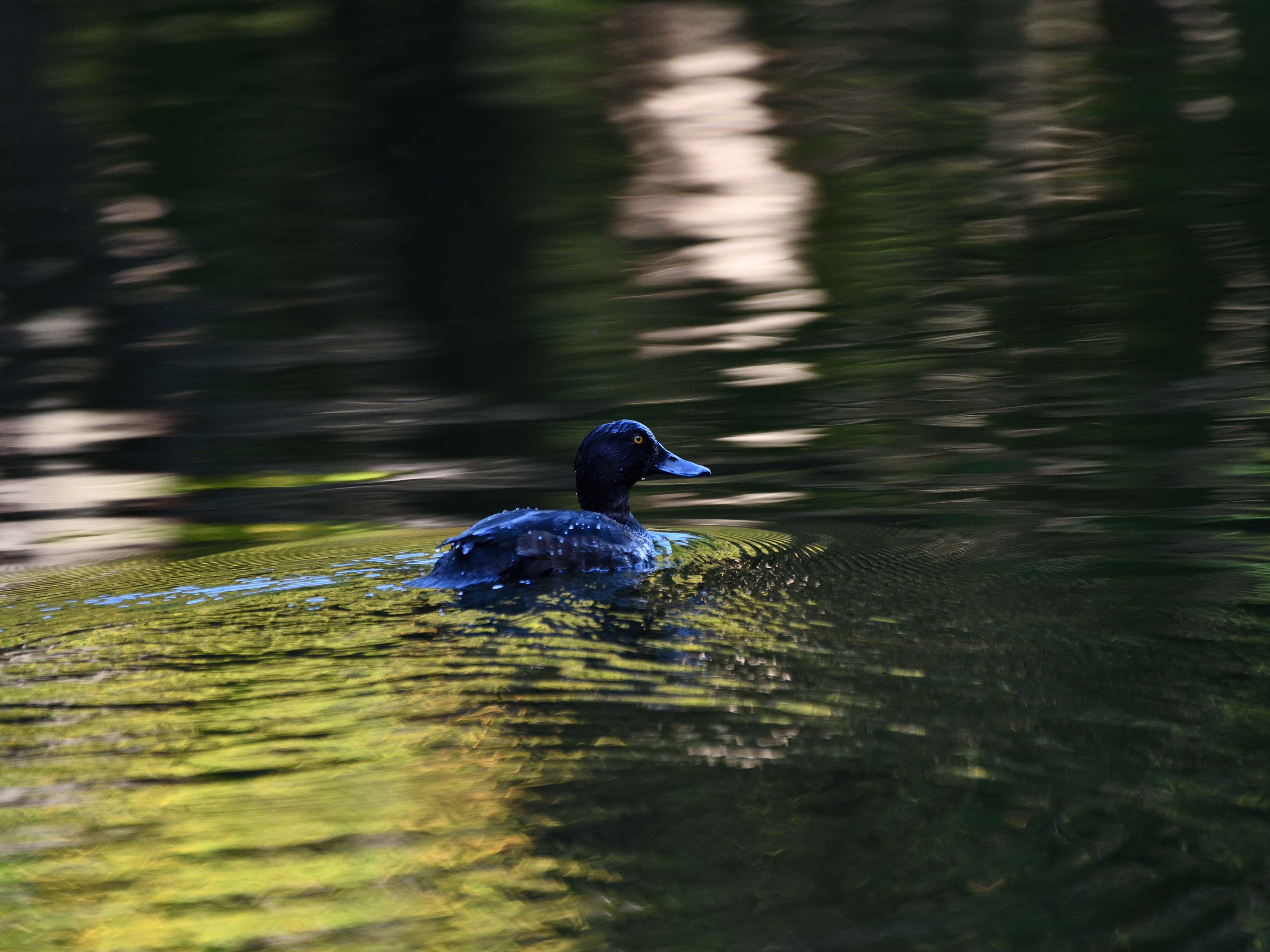 f:id:Hatabou:20191103211644j:plain