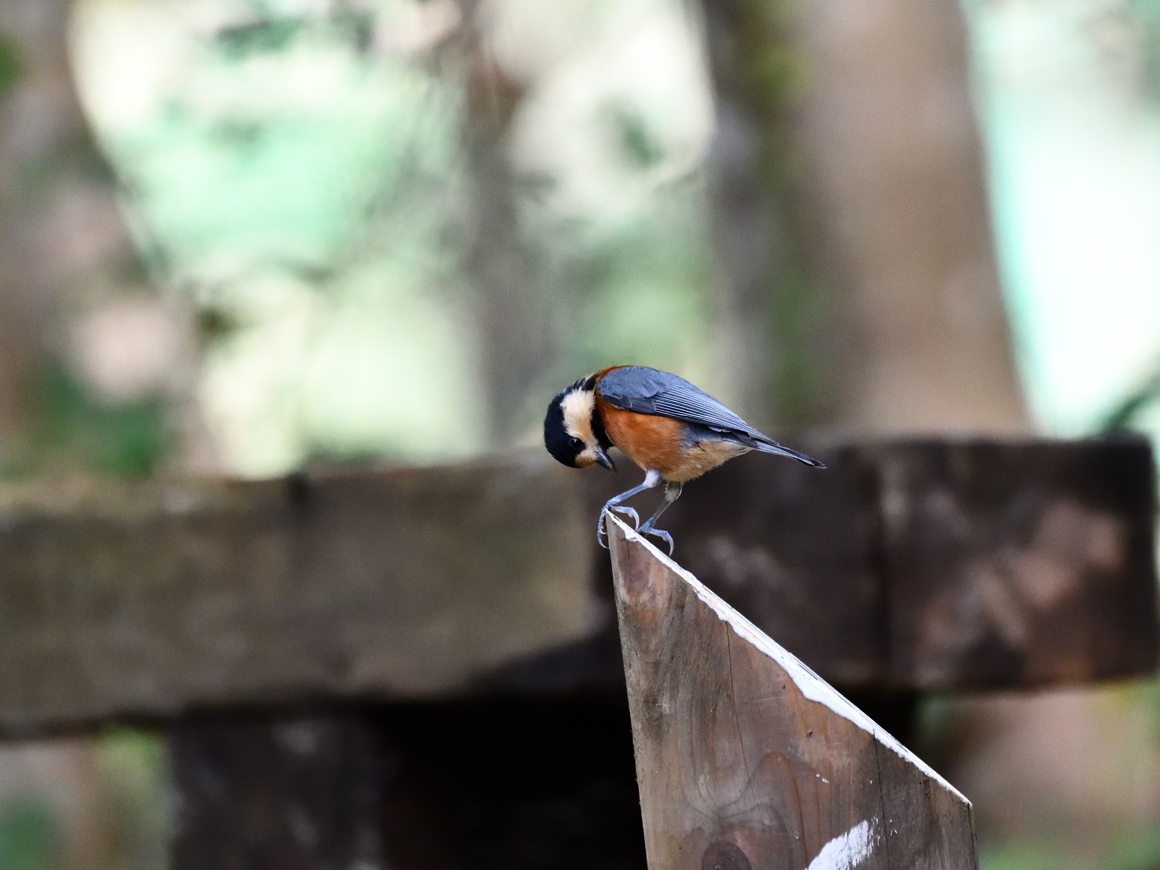 f:id:Hatabou:20191103223437j:plain