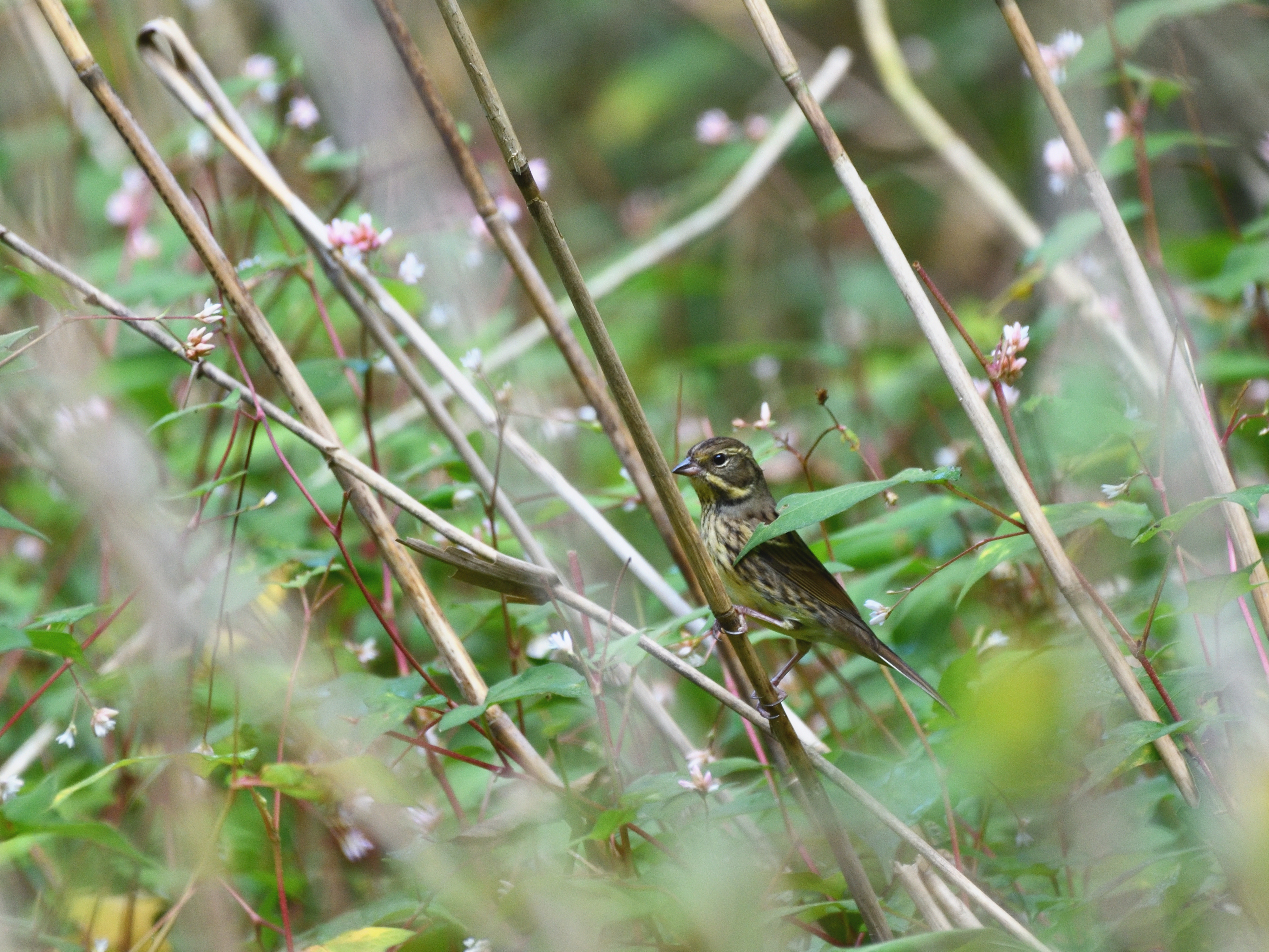 f:id:Hatabou:20191103223515j:plain