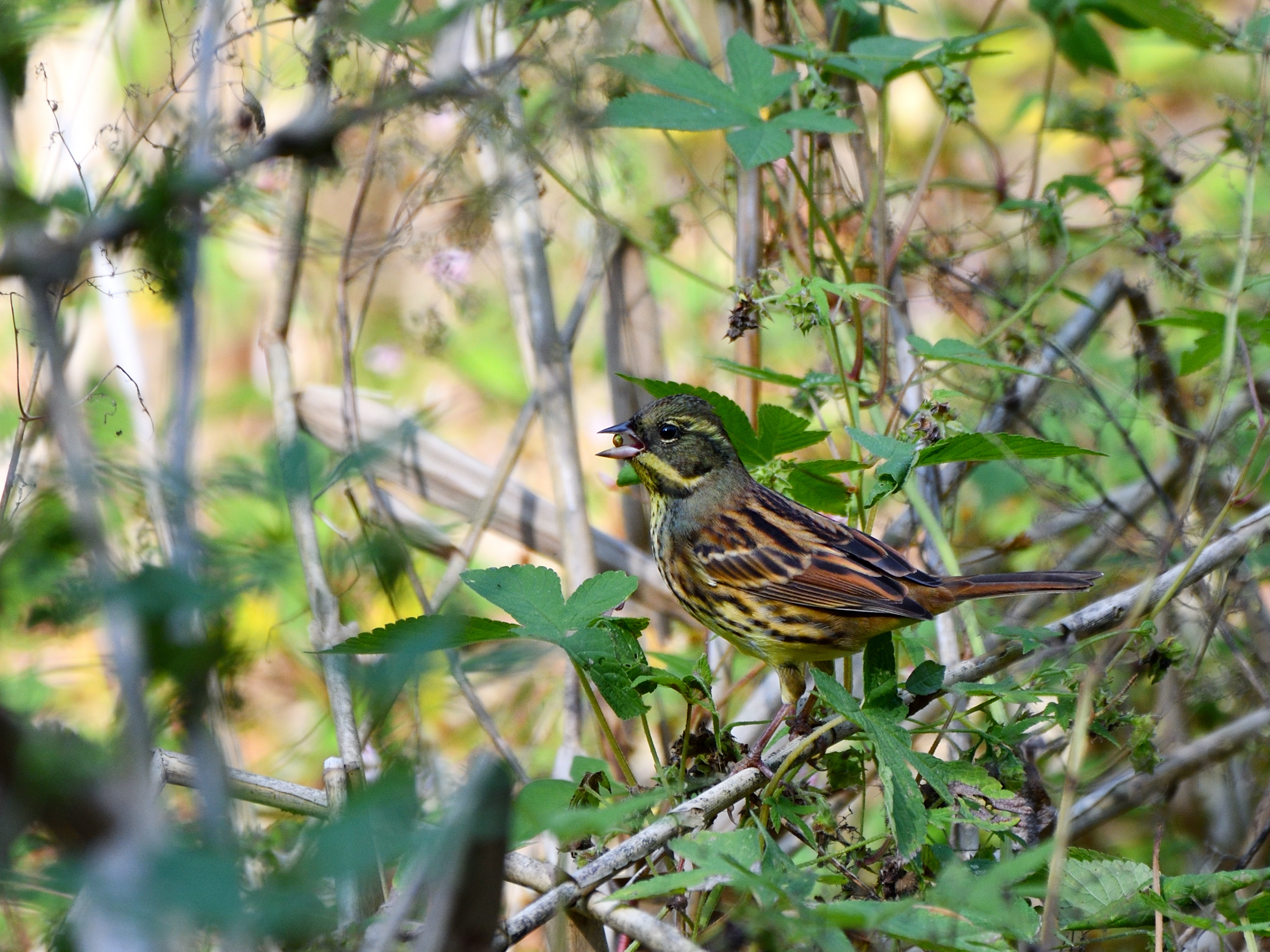 f:id:Hatabou:20191103223542j:plain