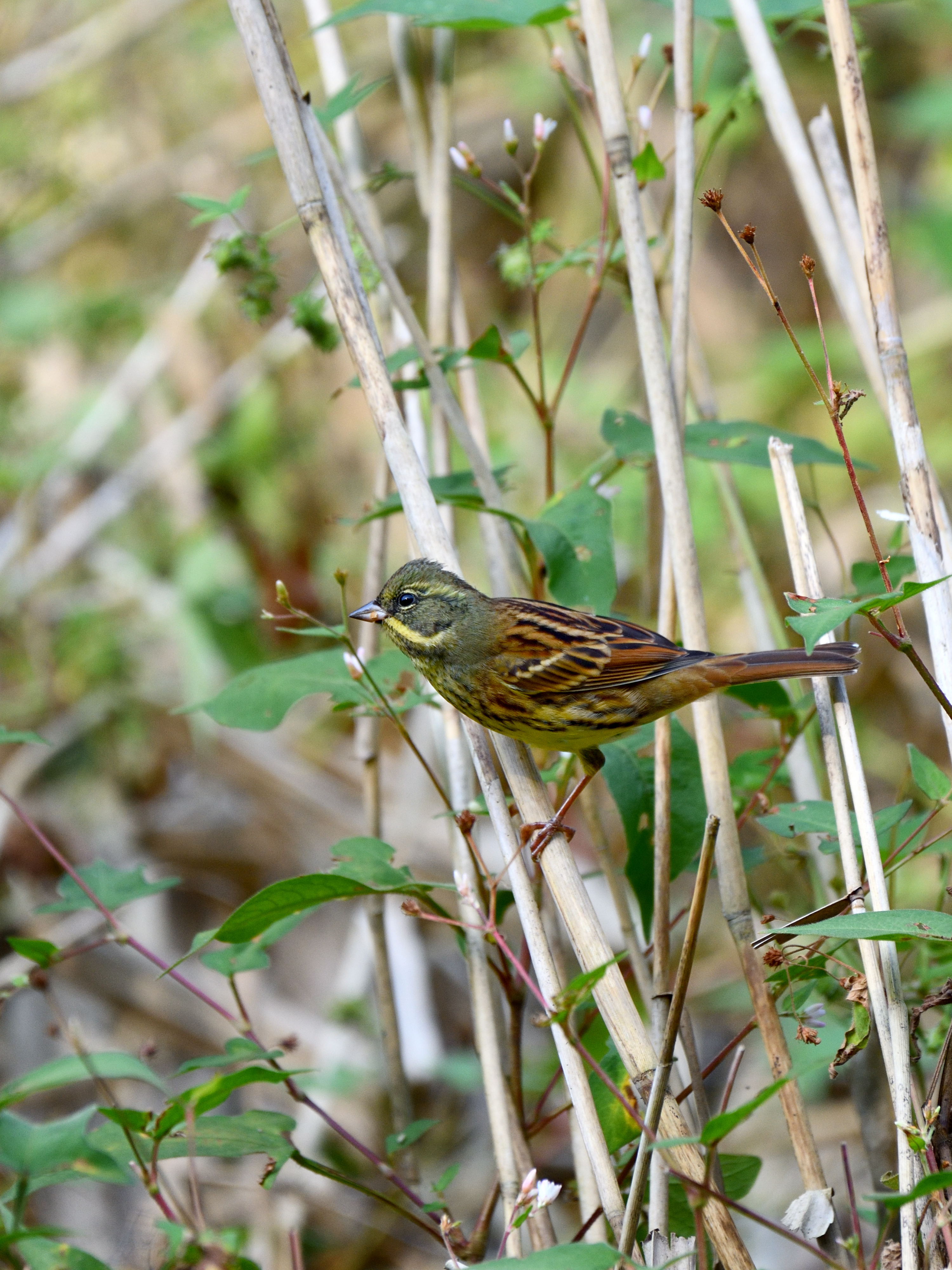 f:id:Hatabou:20191103223614j:plain