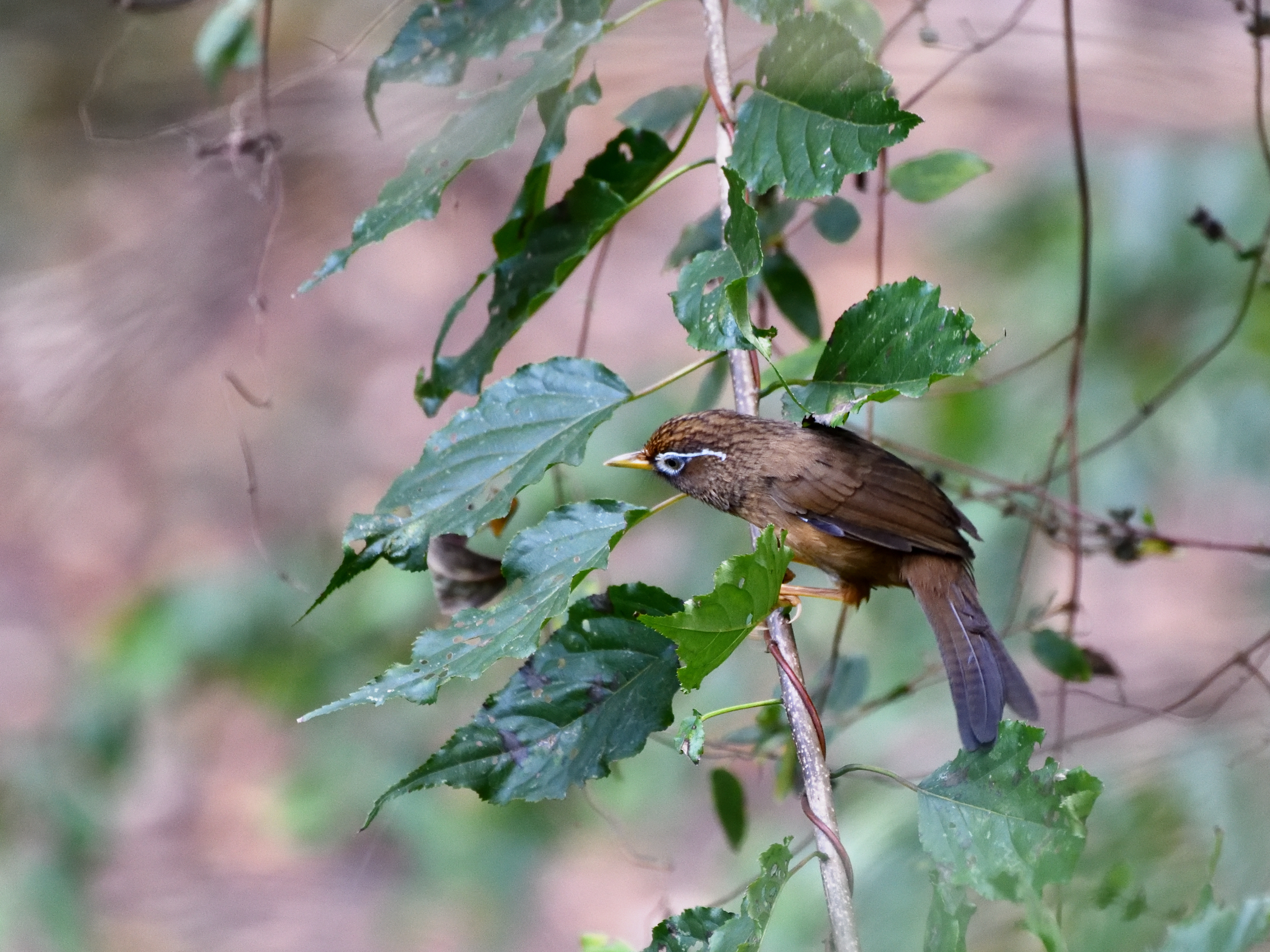 f:id:Hatabou:20191103225234j:plain