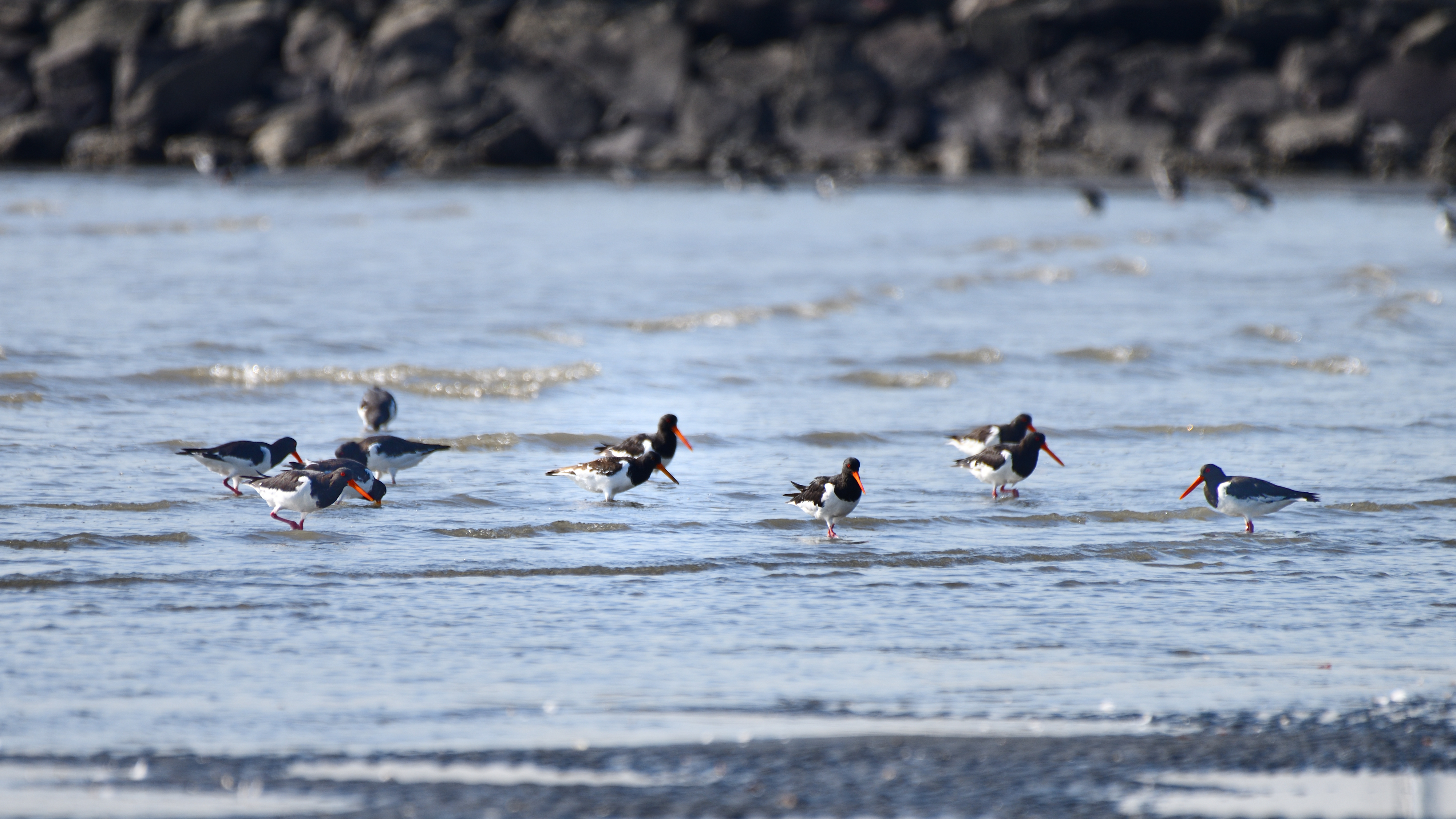 f:id:Hatabou:20191104062203j:plain