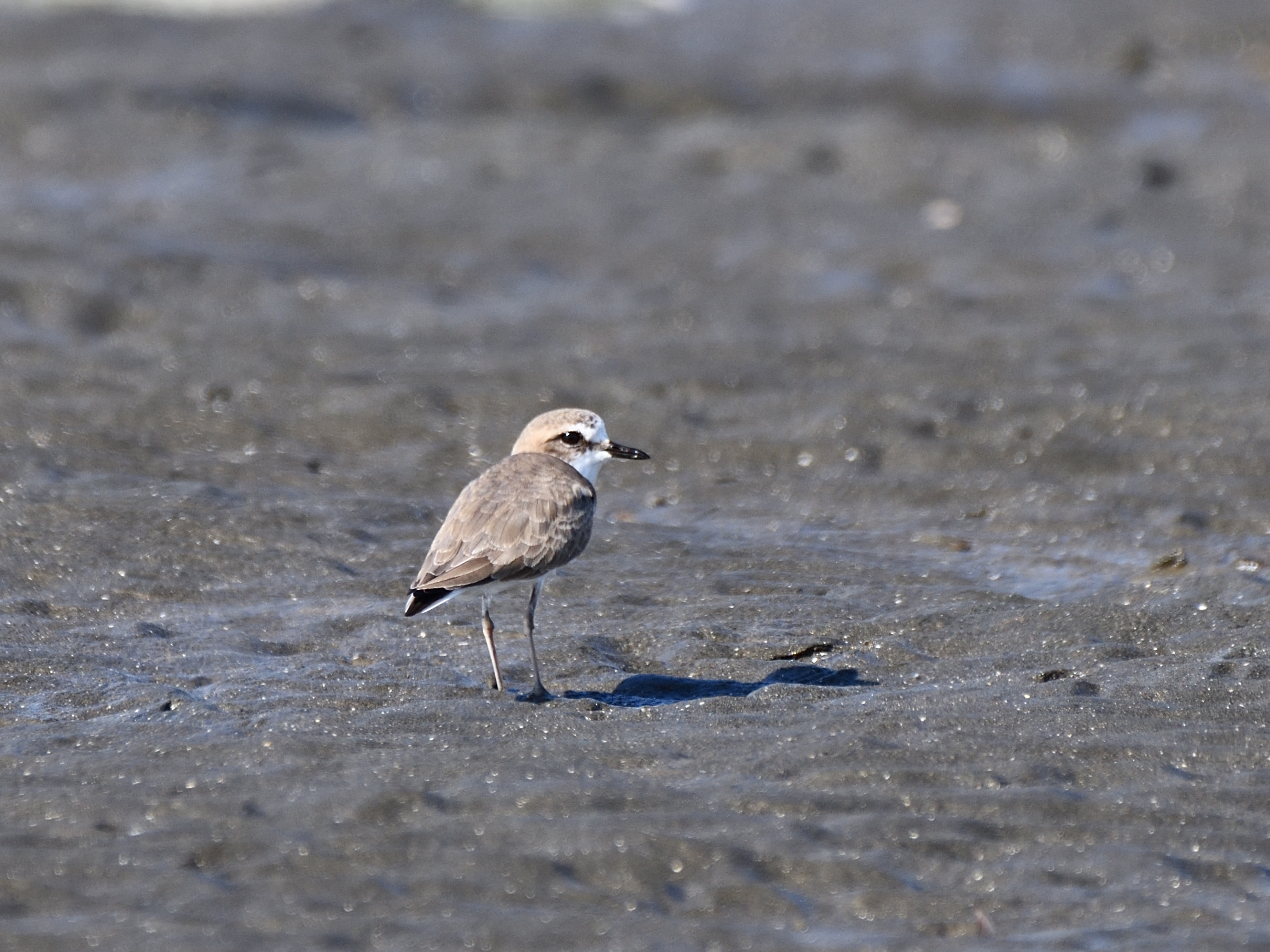 f:id:Hatabou:20191104062224j:plain