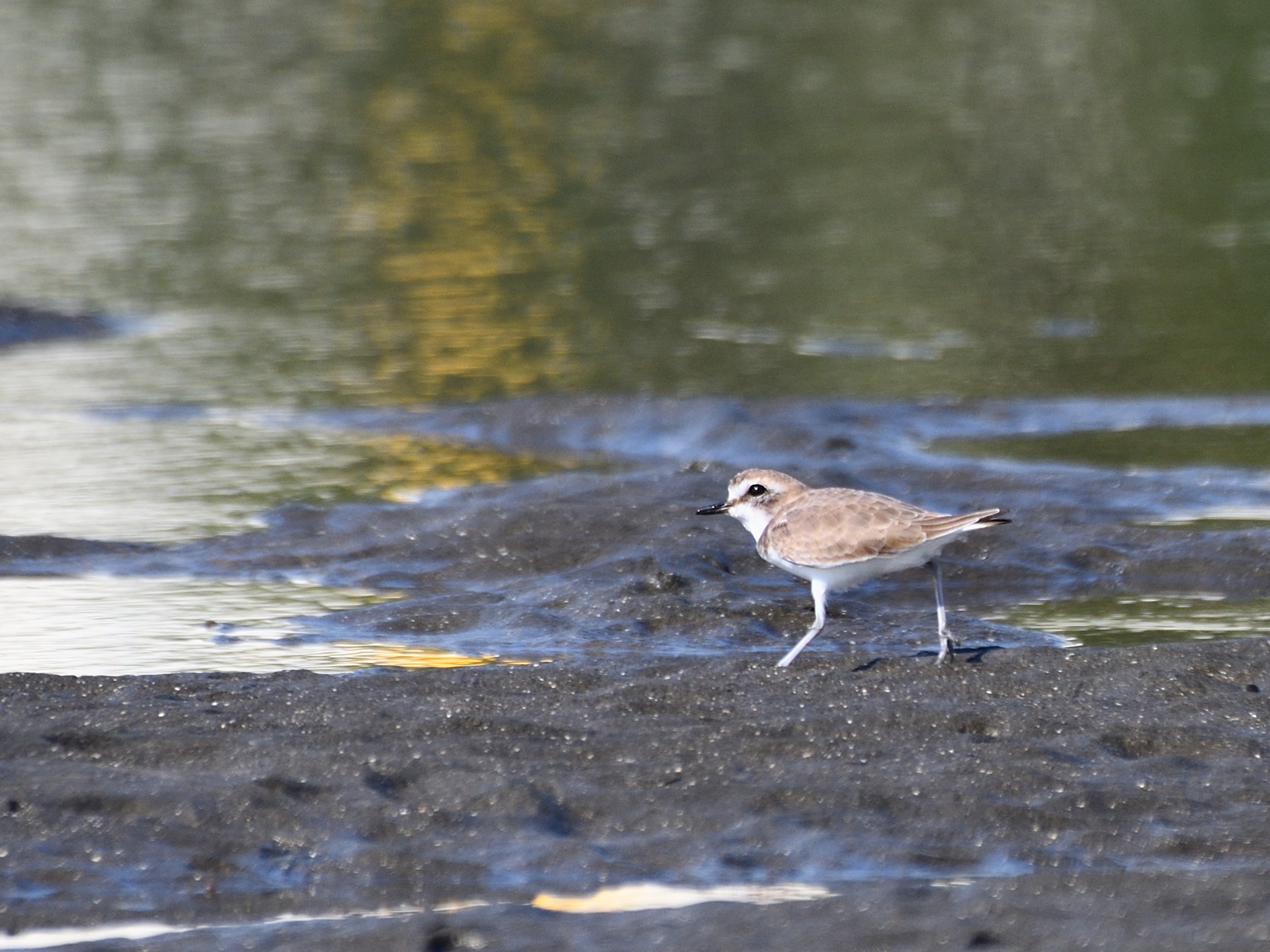 f:id:Hatabou:20191104062246j:plain