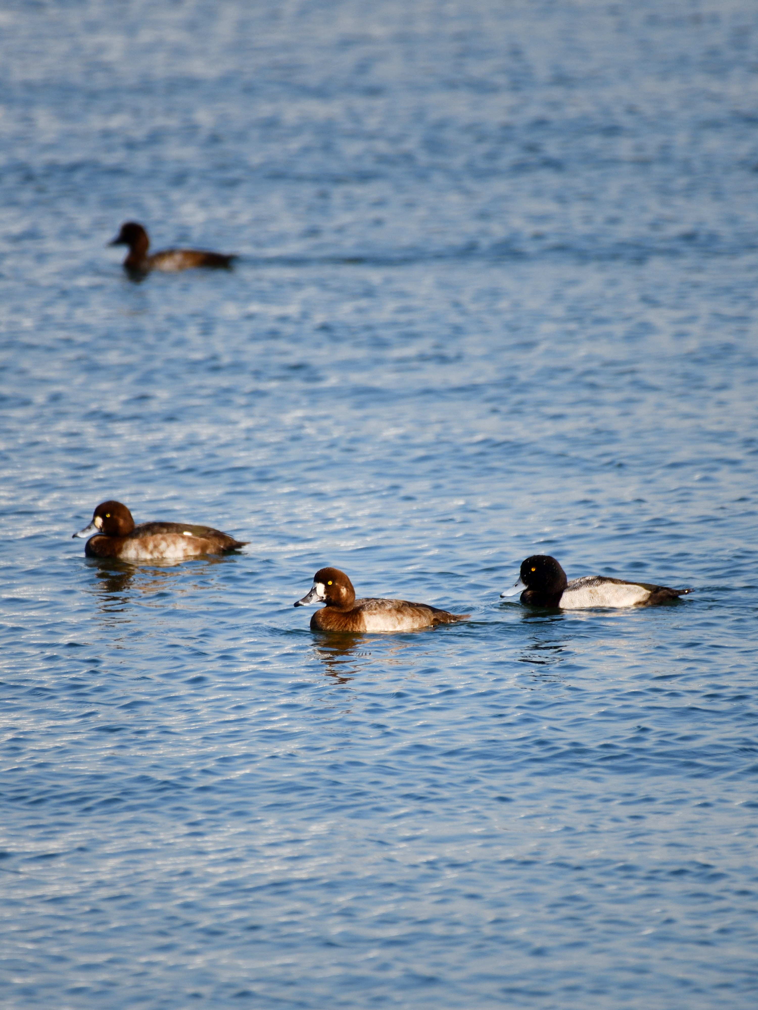 f:id:Hatabou:20191104062310j:plain