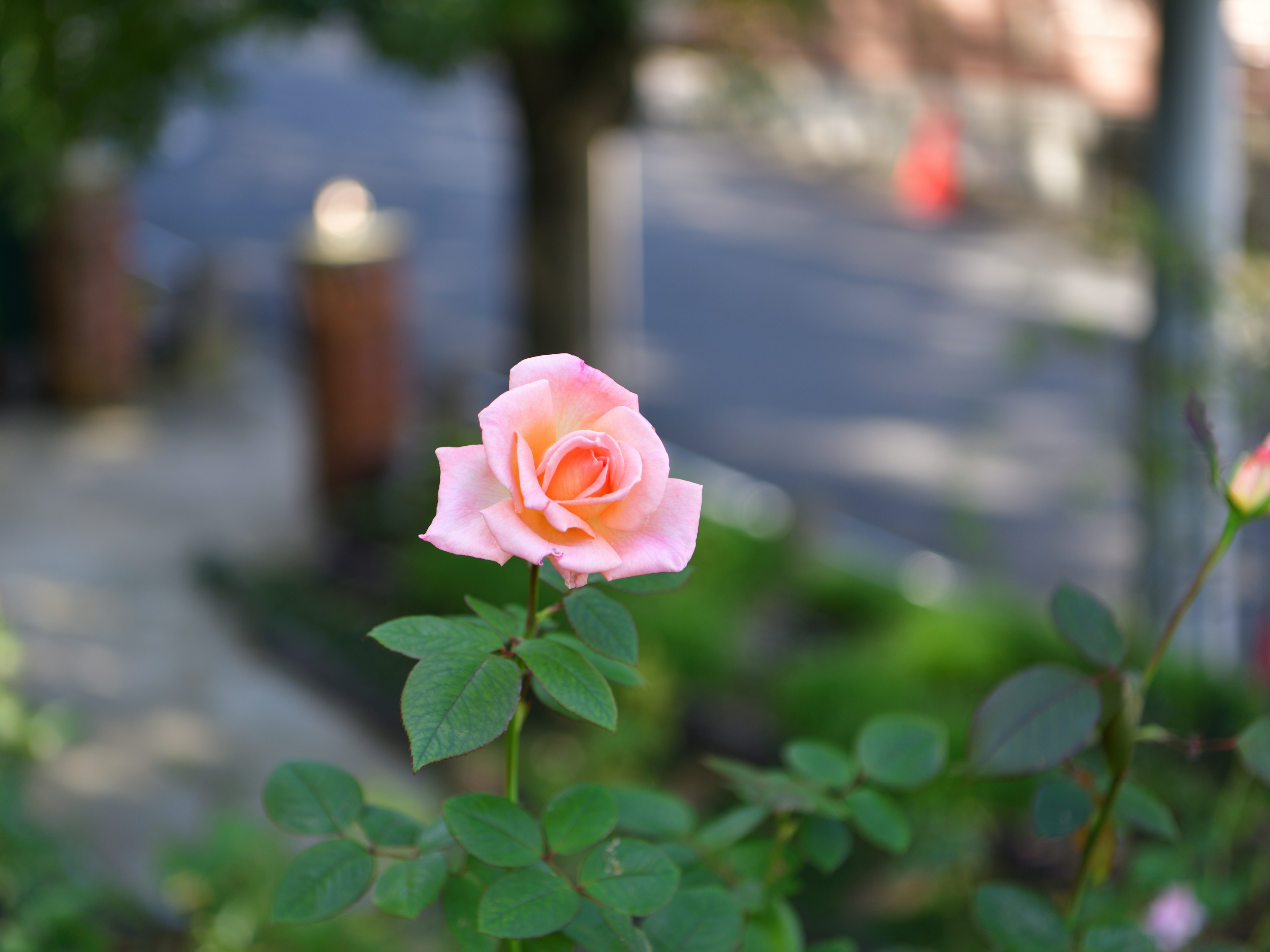 f:id:Hatabou:20191106162556j:plain f:id:Hatabou:20191106162556j:plain