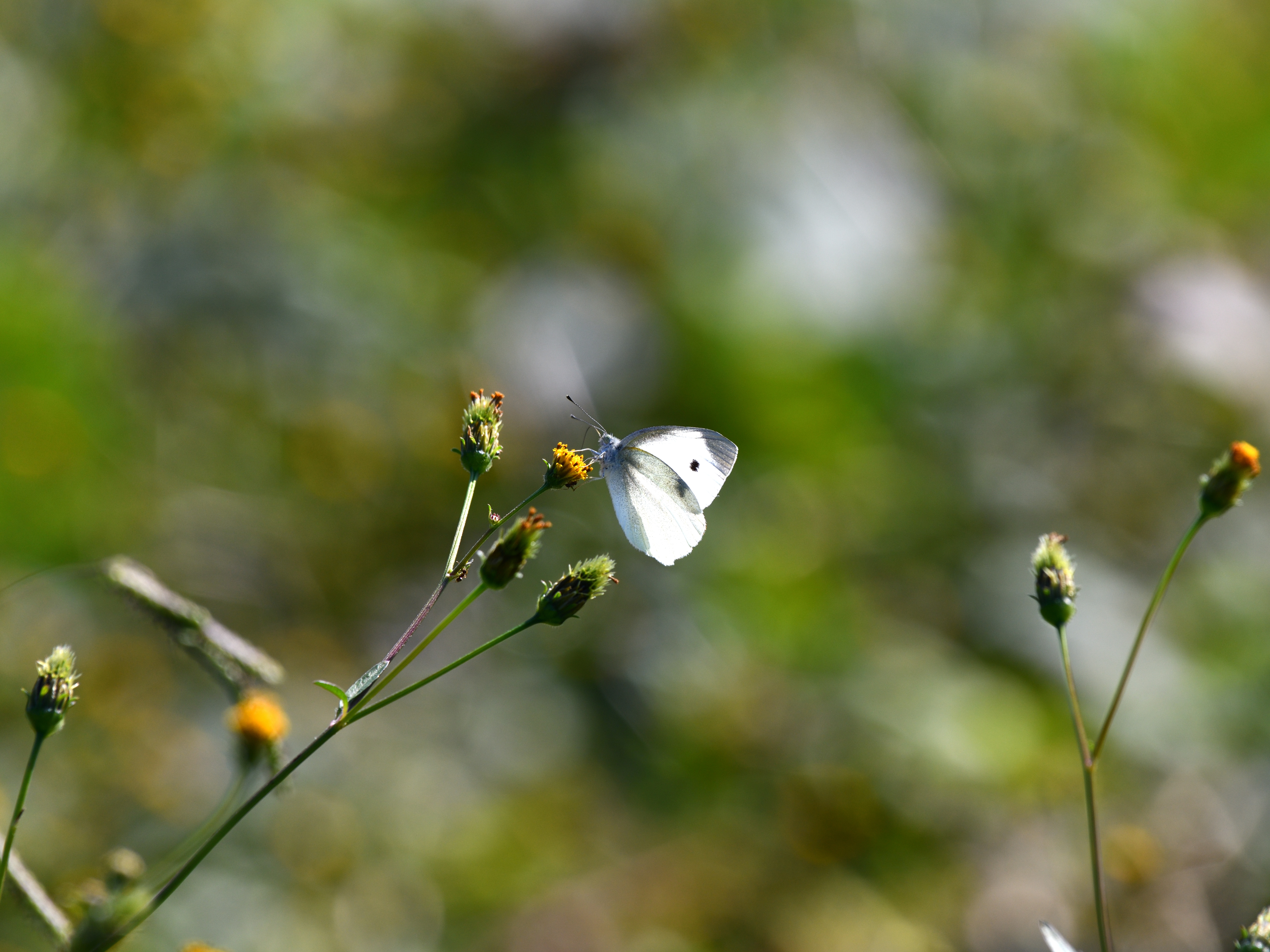 f:id:Hatabou:20191109130333j:plain f:id:Hatabou:20191109130333j:plain