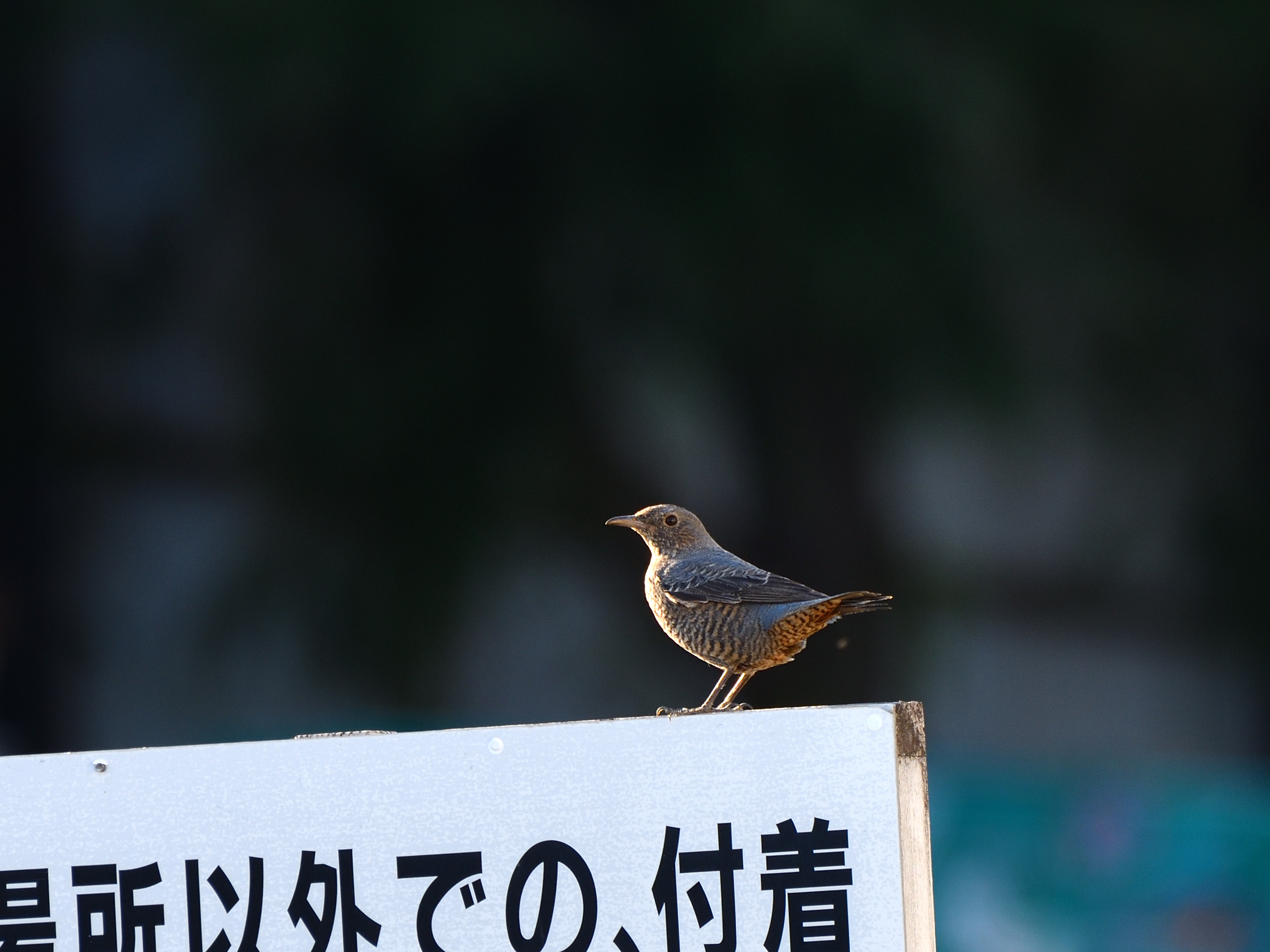 f:id:Hatabou:20191122202120j:plain f:id:Hatabou:20191122202120j:plain