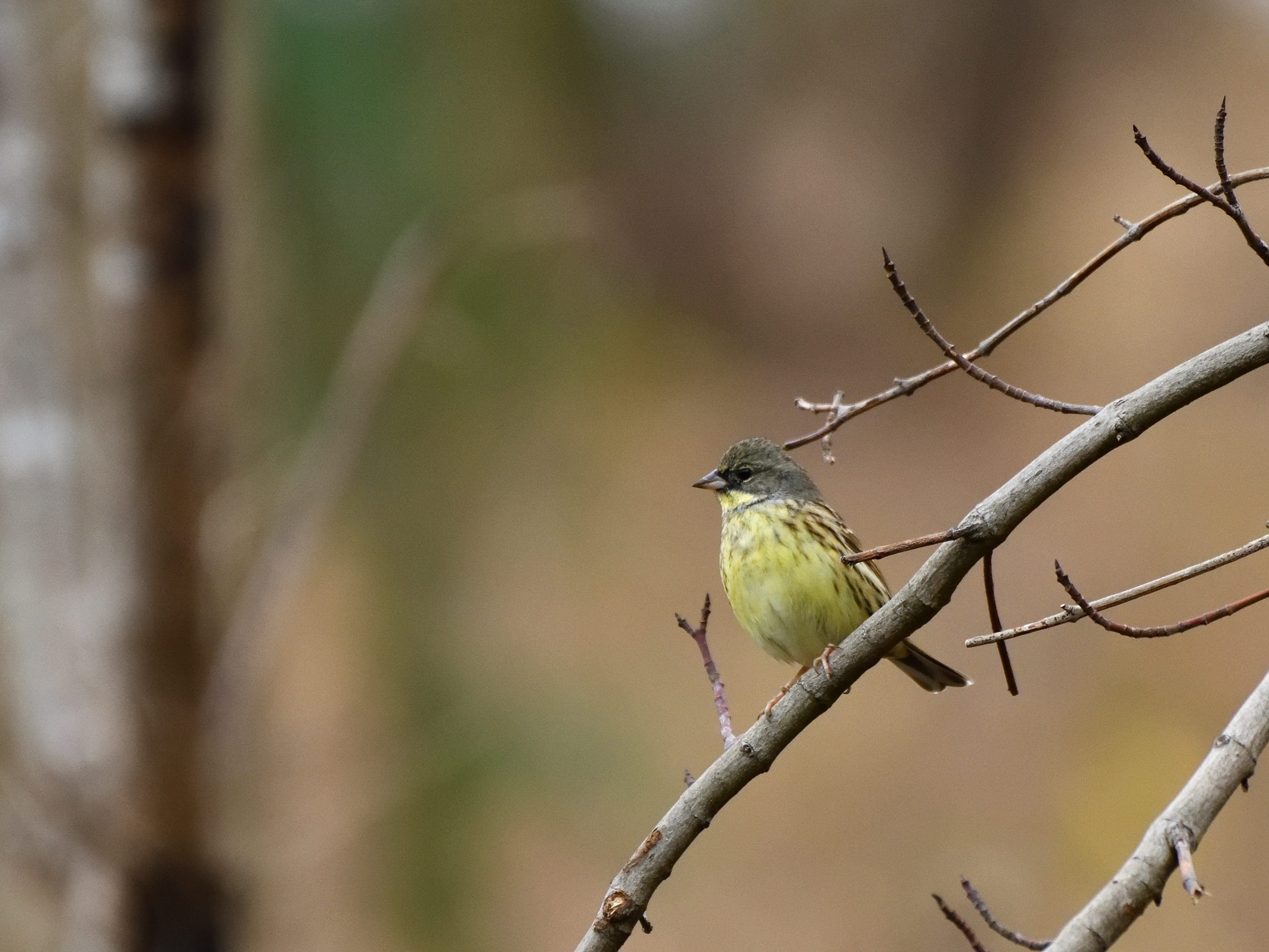 野鳥散景 超珍鳥 コノドジロムシクイ ほか 野鳥撮影 第194回目 カワセミのまなざし