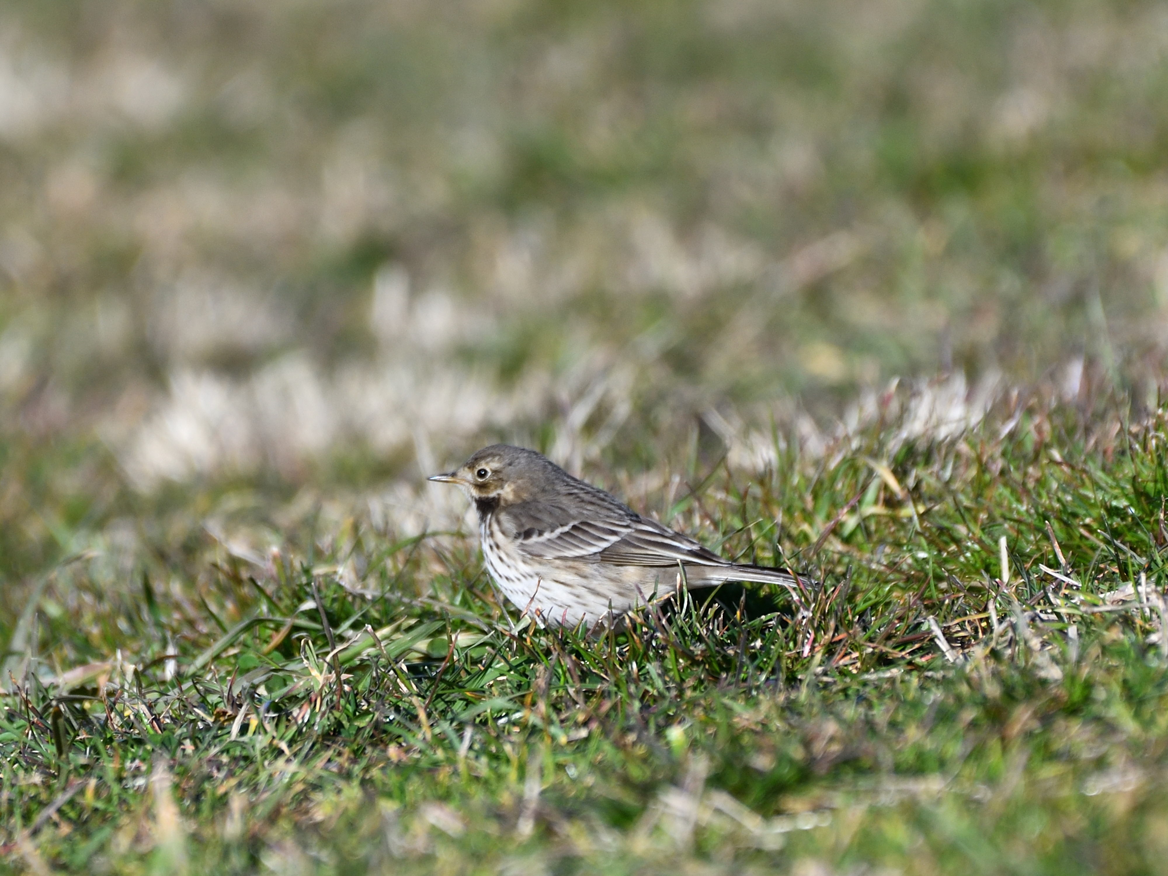 f:id:Hatabou:20200212105527j:plain