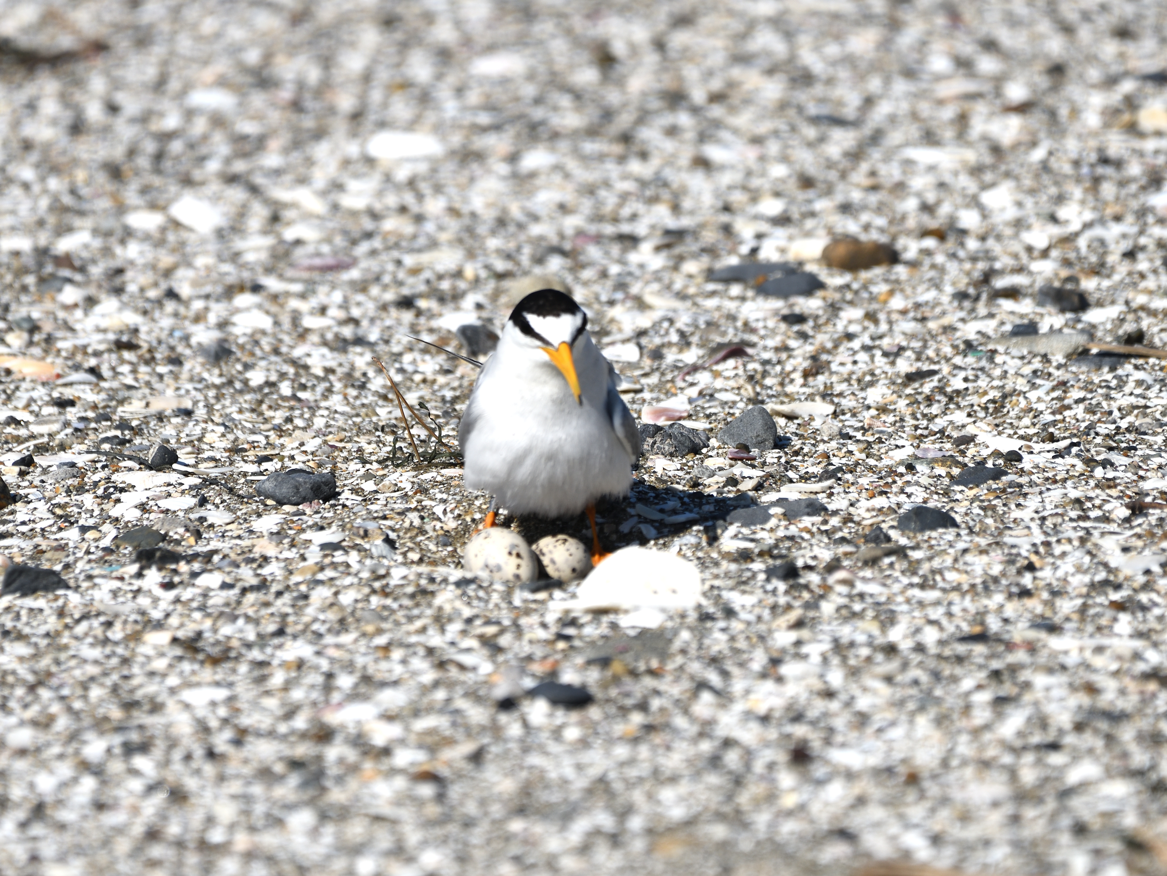 東京湾で出会ったアジサシの仲間たち コアジサシ アジサシ クロハラアジサシ 野鳥撮影 第224回目 カワセミのまなざし