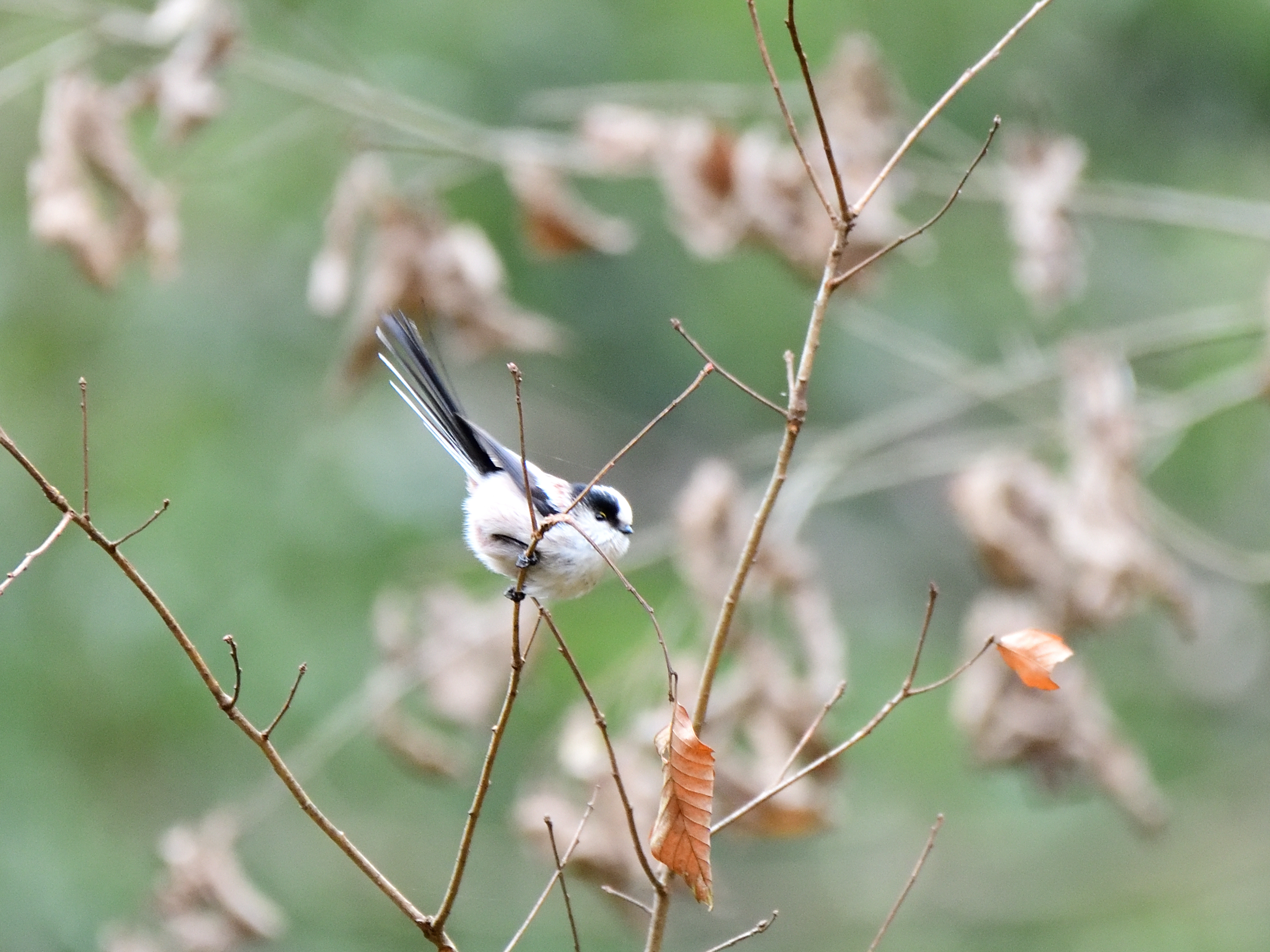 f:id:Hatabou:20210123173157j:plain