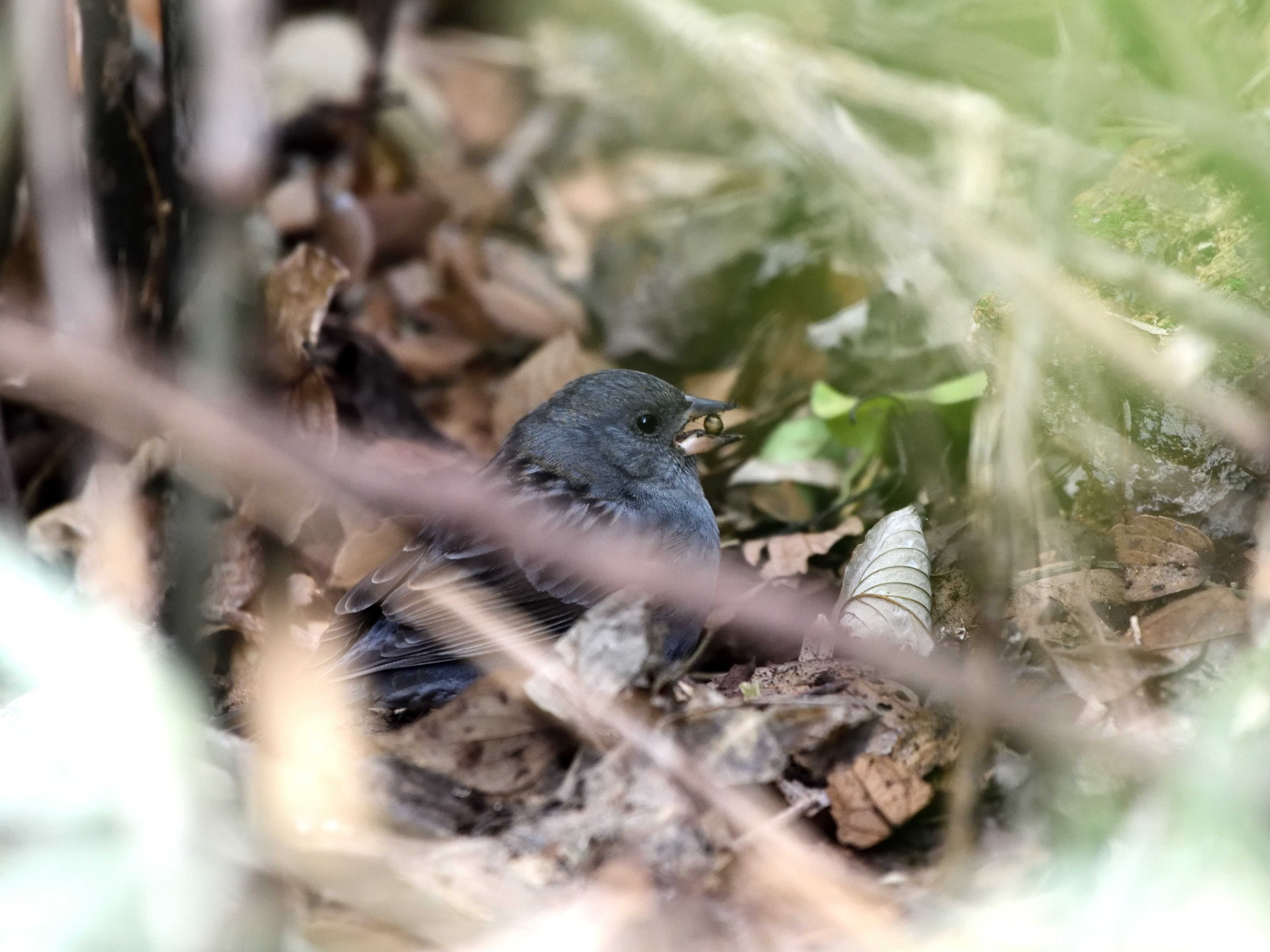 f:id:Hatabou:20210123173247j:plain