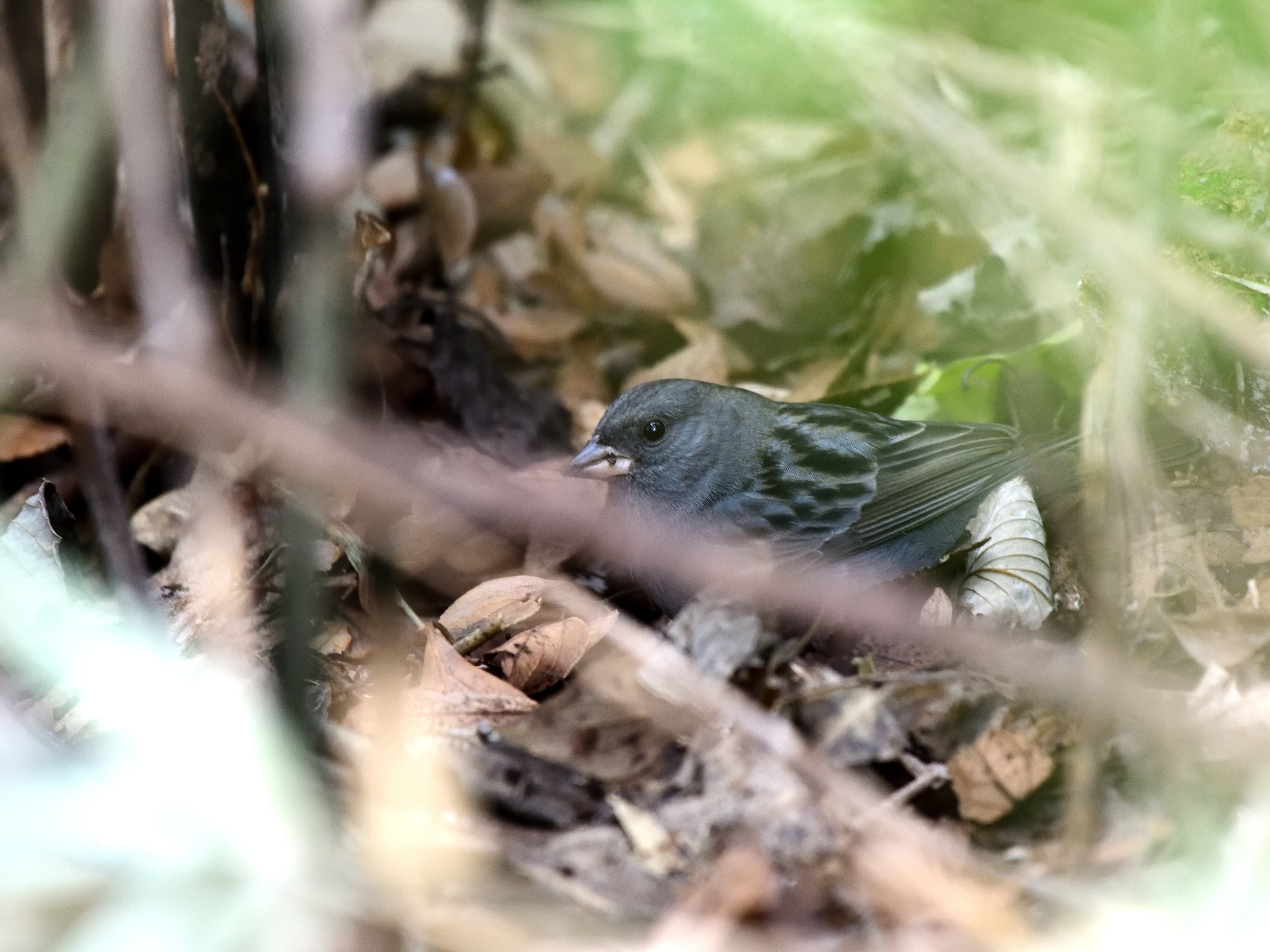 f:id:Hatabou:20210123173318j:plain