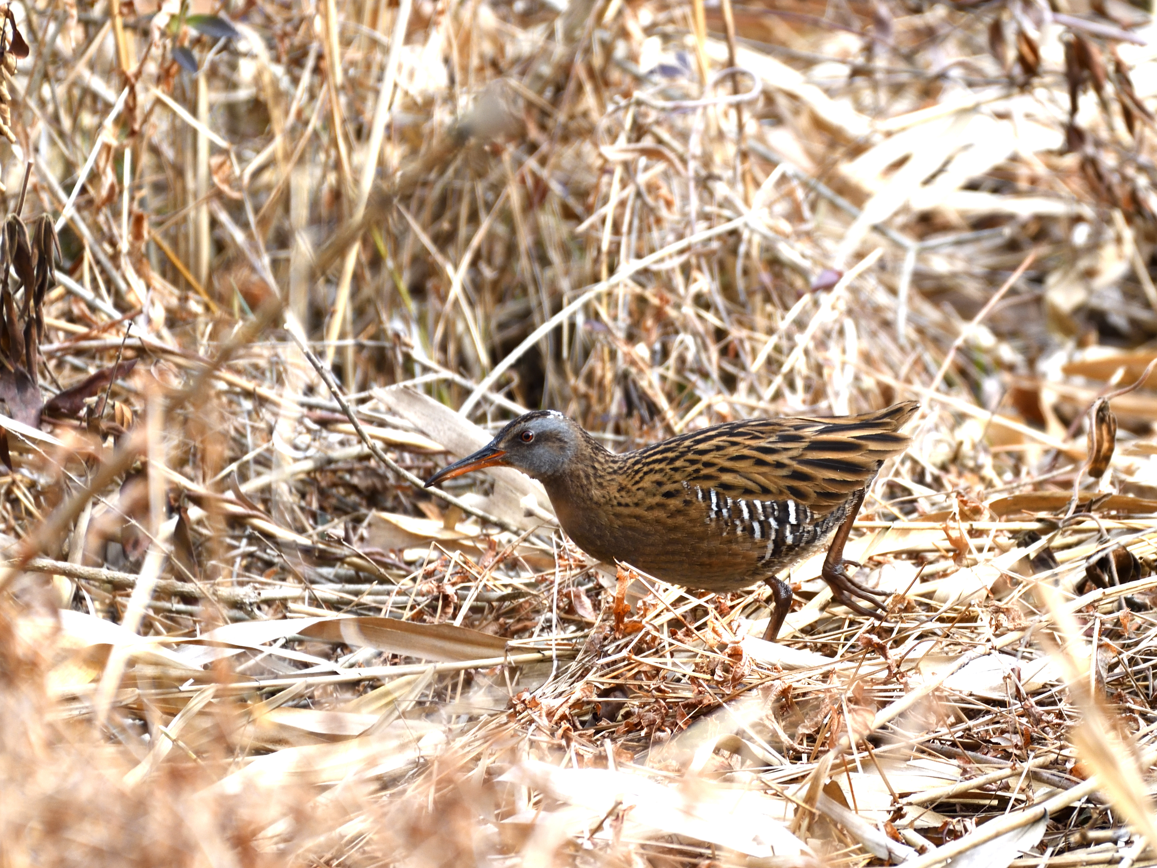 f:id:Hatabou:20210123173357j:plain