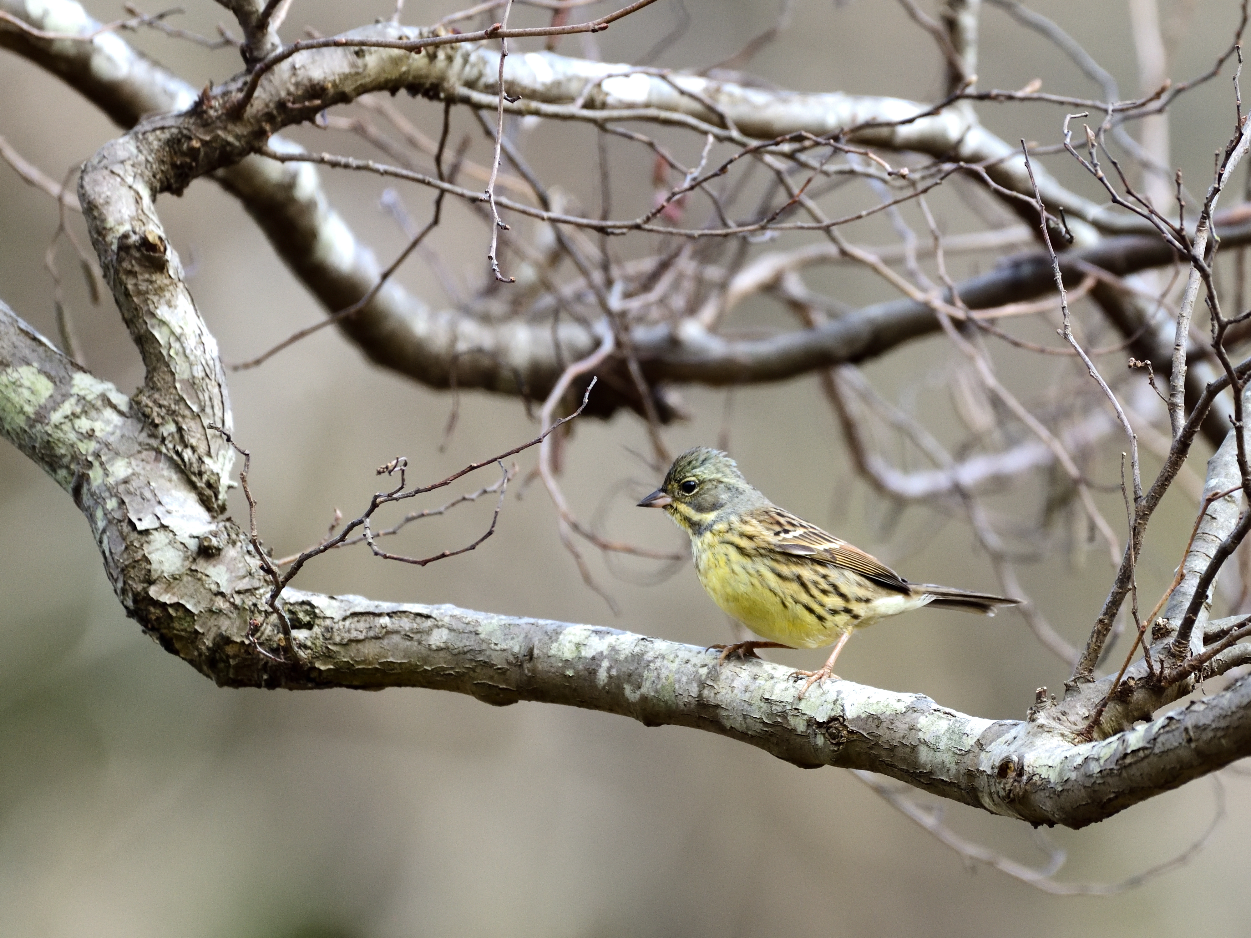 f:id:Hatabou:20210123173601j:plain