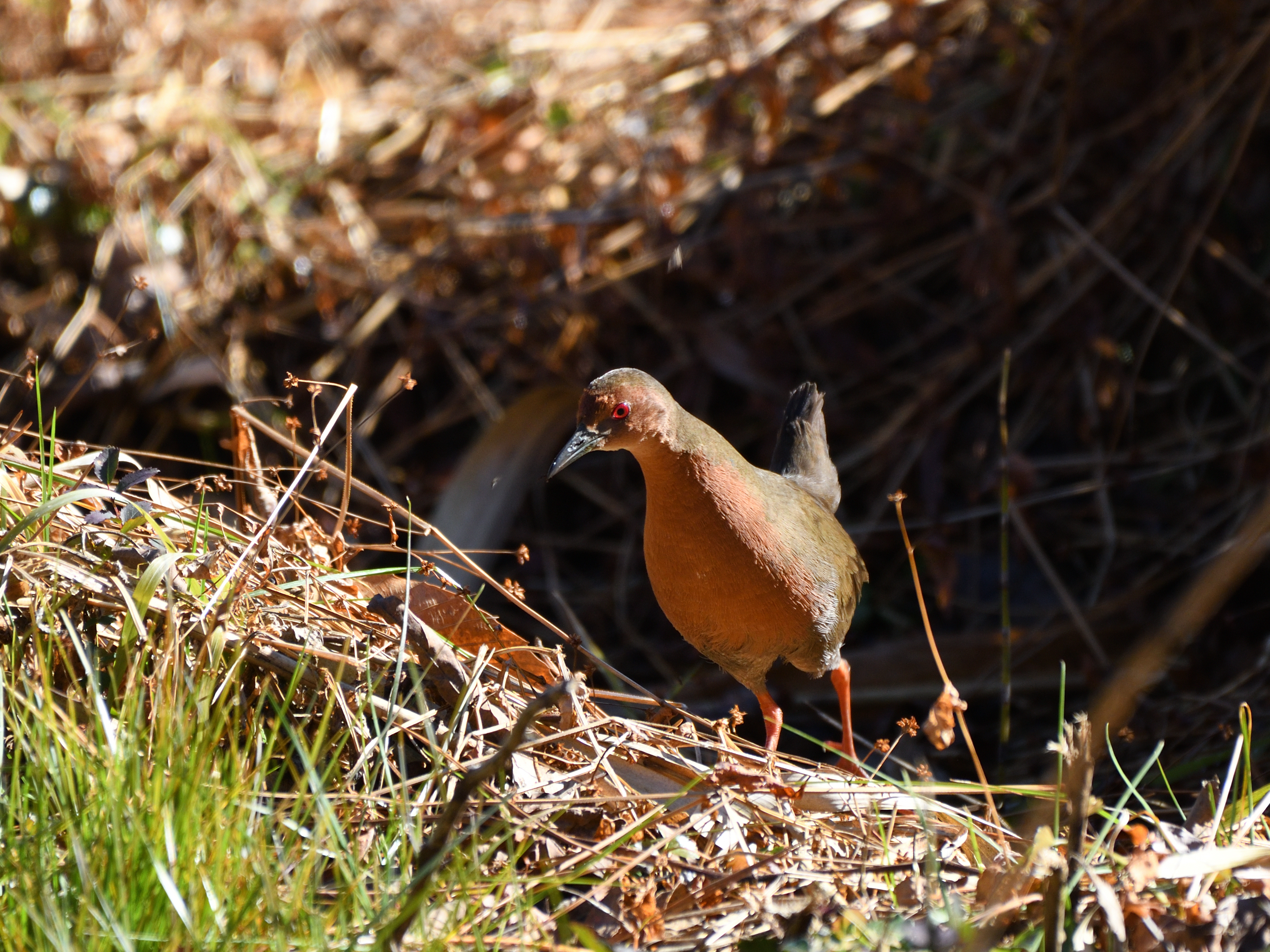 f:id:Hatabou:20210123173707j:plain