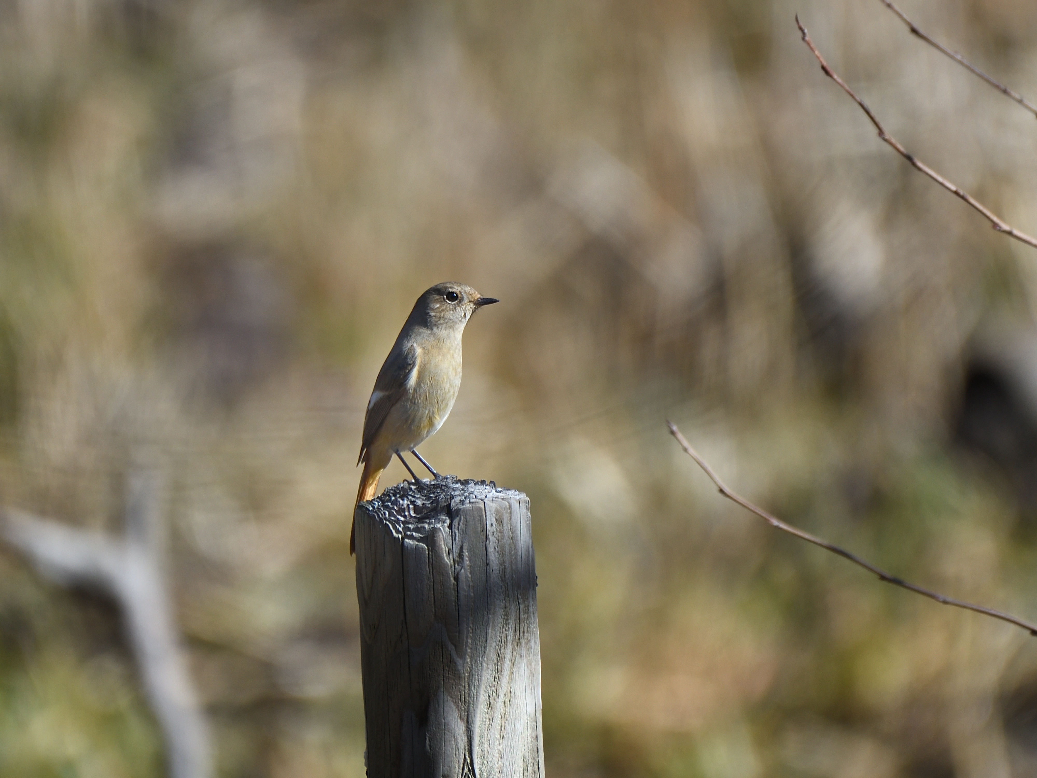 f:id:Hatabou:20210123173826j:plain